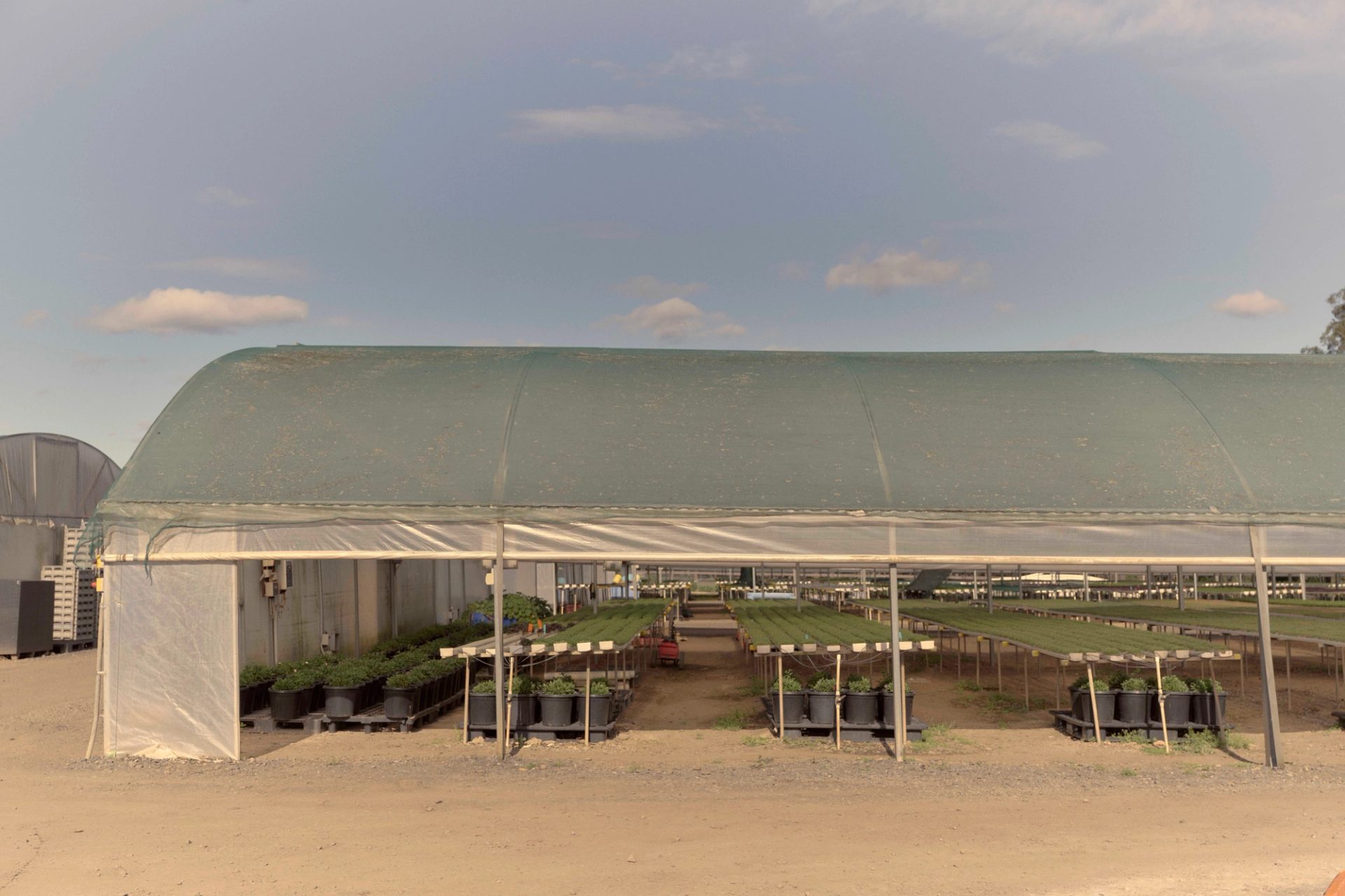 Tables of herbs under a greenhouse.