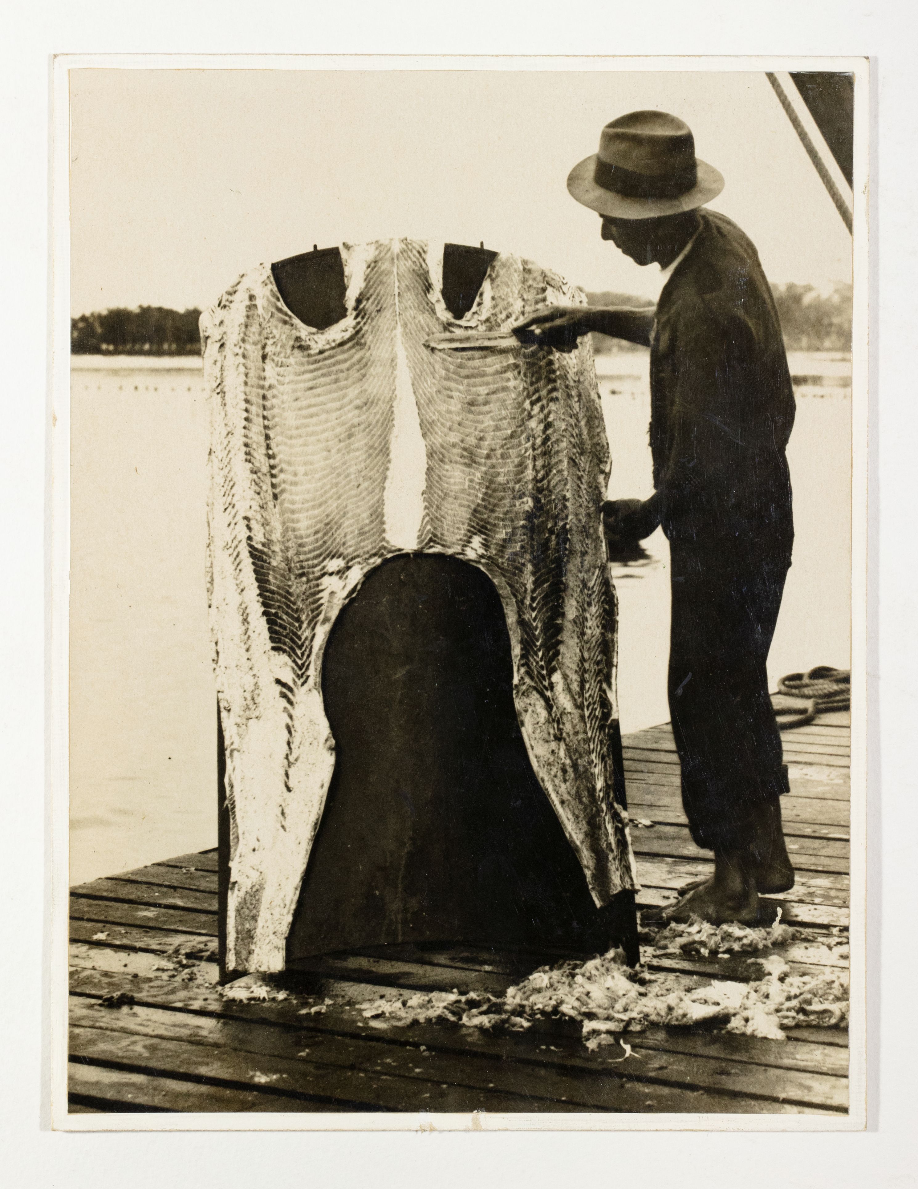 Old black-and-white photo of a behatted worker standing on a jetty, touching a large draped skin with scales collecting on the wooden planks.