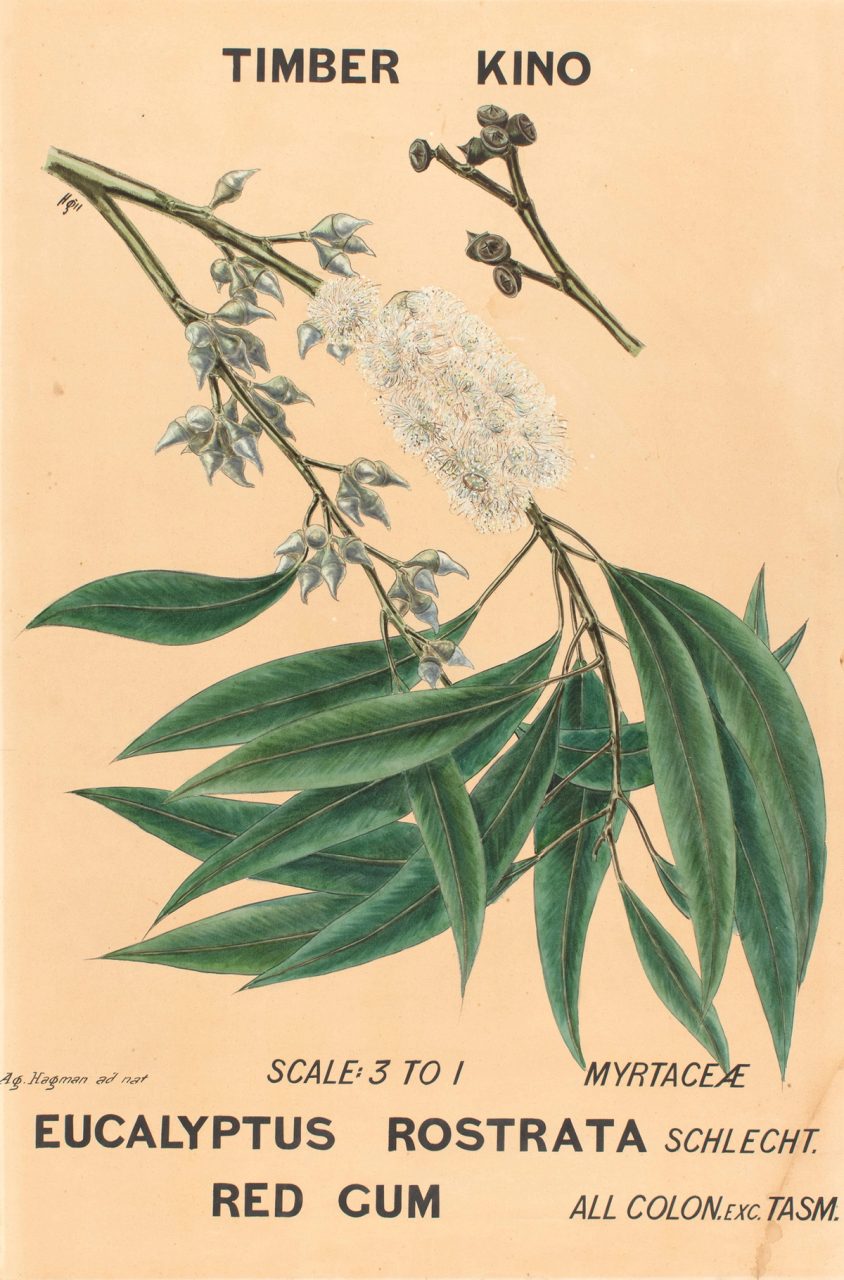 Botanical watercolour illustration