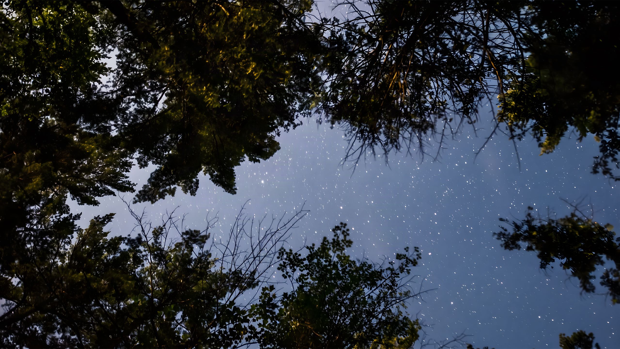 A Swell of Stars | Studio