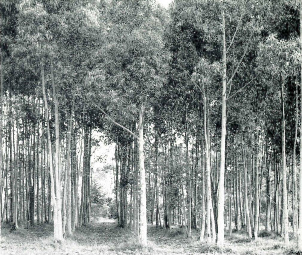 Black and white image of rows of trees