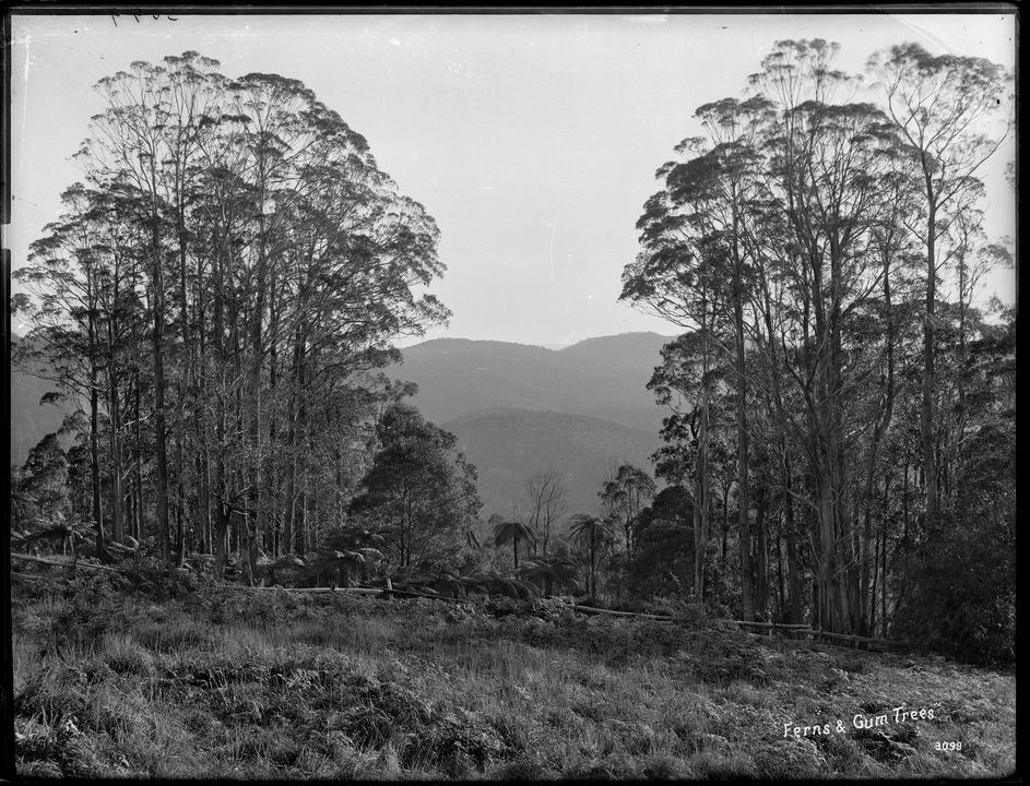 Silver gelatin dry plate glass negative in landscape format of native ferns and gum trees. A mountain range is visible in the background.