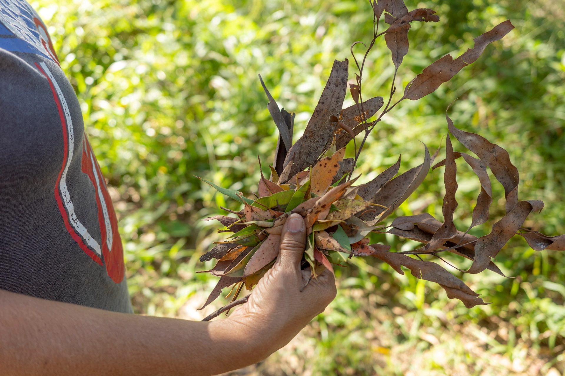 A hand holding a bunch of green and dried leaves.