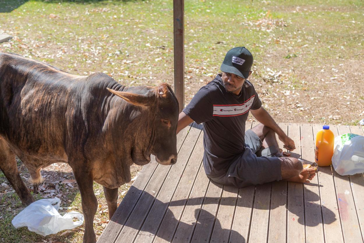 A brown steer gets a scratch on his left ear from a man sitting outside with his snacks.