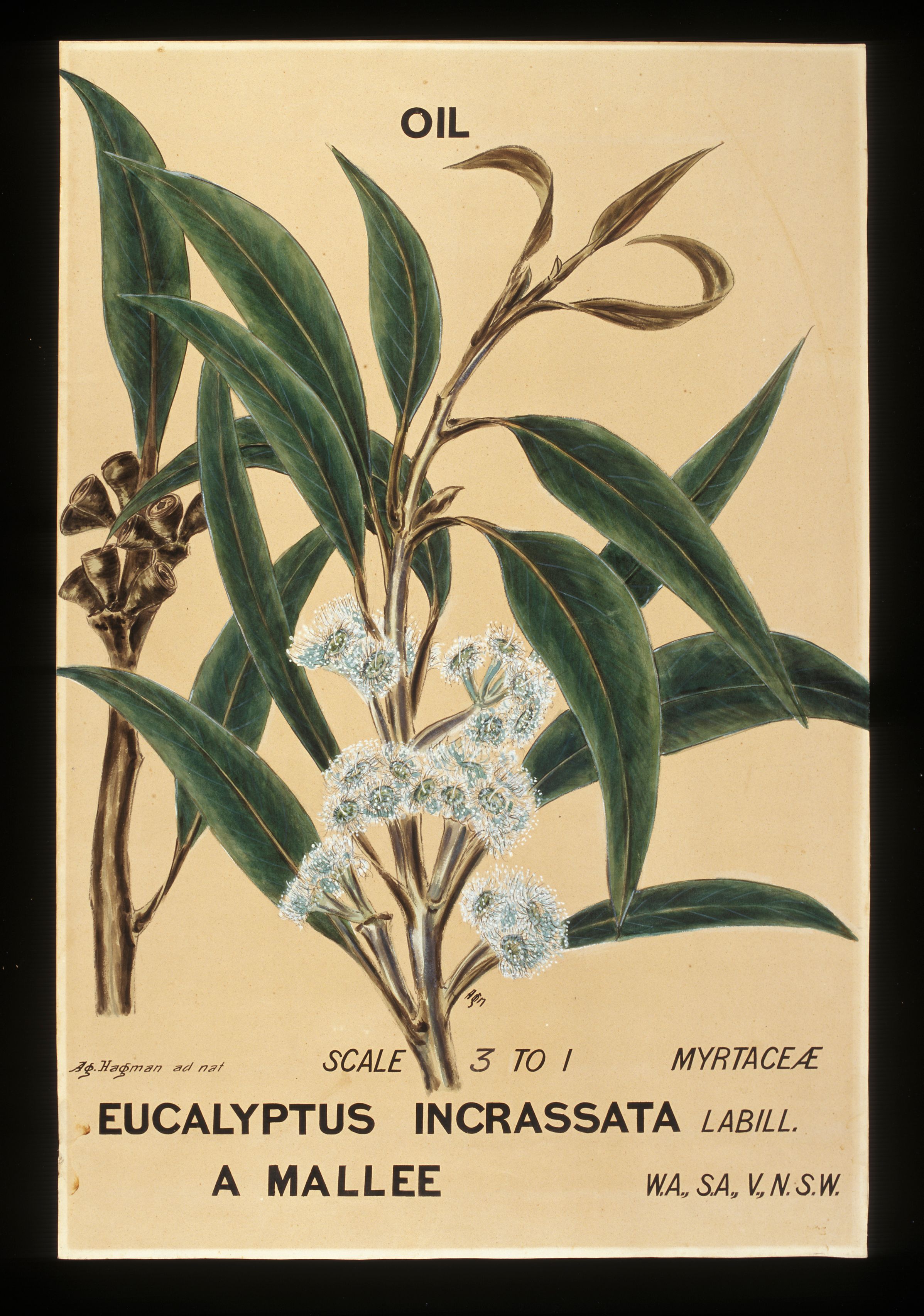 a branch with green leaves highlighted with white, several brown leaves, a cluster of brown gumnuts