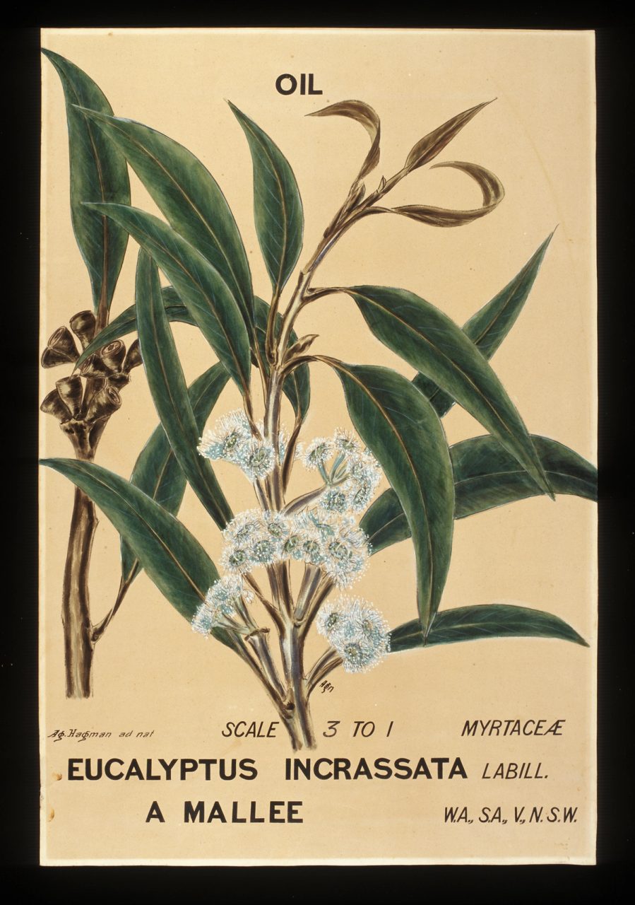 a branch with green leaves highlighted with white, several brown leaves, a cluster of brown gumnuts