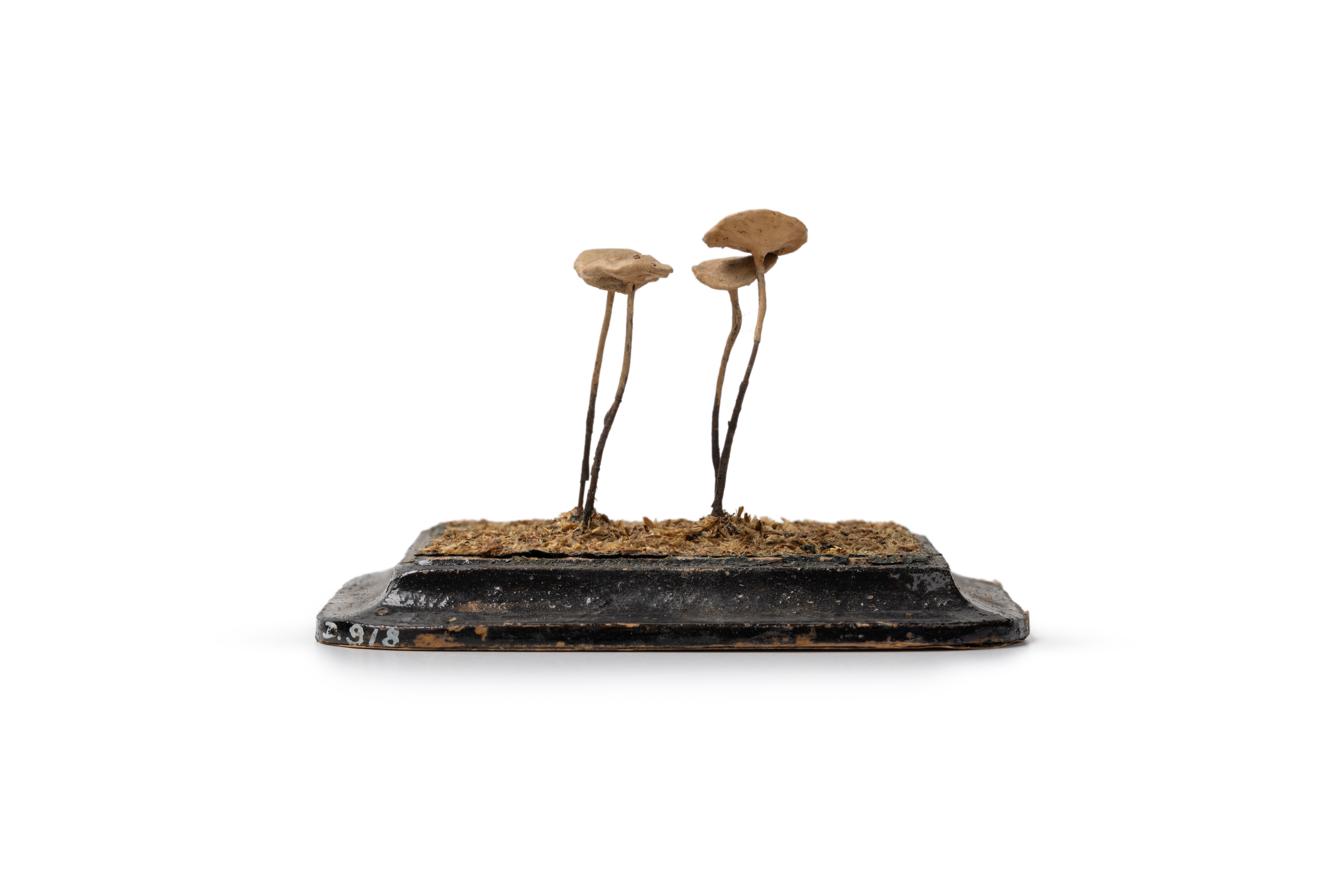 Plaster & papier-mâché model of a mushroom.