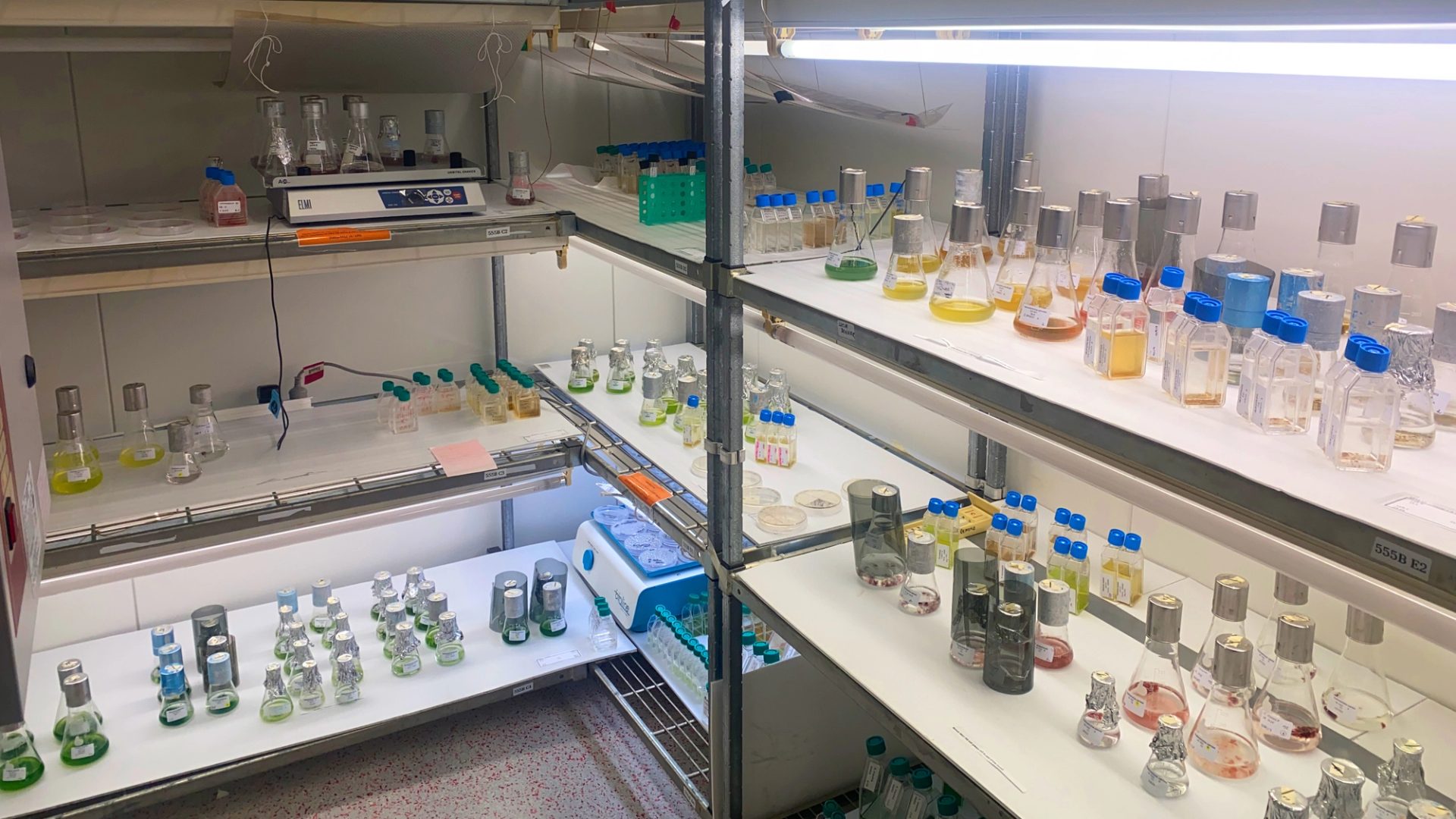 Algae UTS BioTech Hub