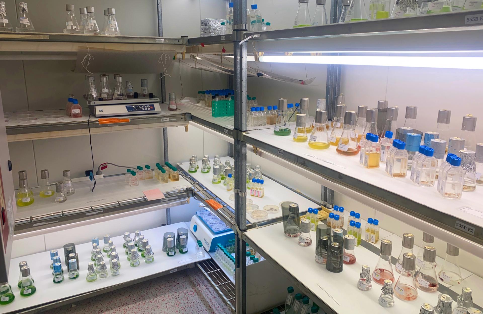 Algae UTS BioTech Hub