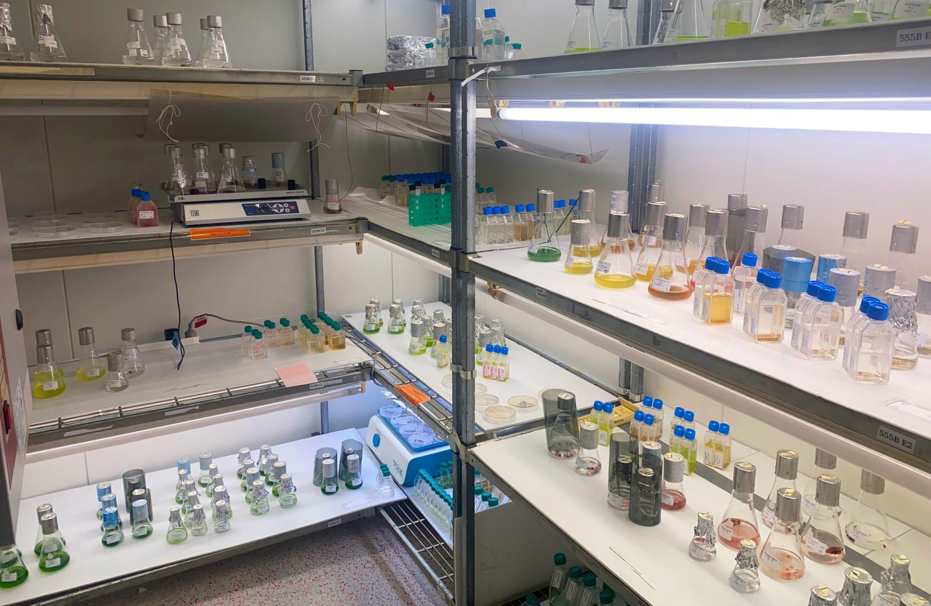 Algae UTS BioTech Hub