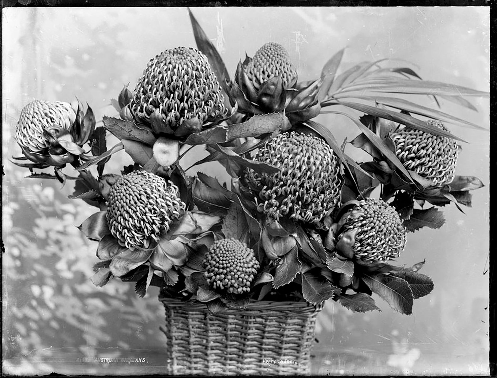 Silver gelatin dry plate glass negative in landscape format. The image depicts a close-up view of a basket of waratah flowers. The basket is depicted in the centre of the image and contains eight waratah flowers and leaves. The basket arrangement dominates the image and nothing discernable can be seen in the background of the image. The caption, studio number and studio mark are inscribed on the reverse of the negative.
