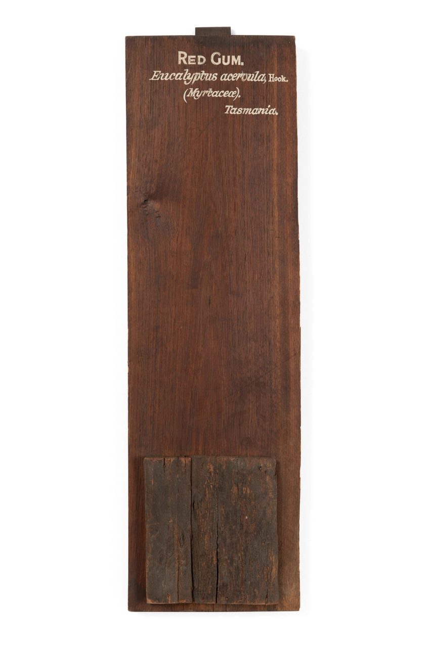 Timber specimen, polished plank with finshed wood samples nailed to base. Text reads ‘red gum, Eucalyptus acervula, Hook (Myrtaceae) Tasmania’.