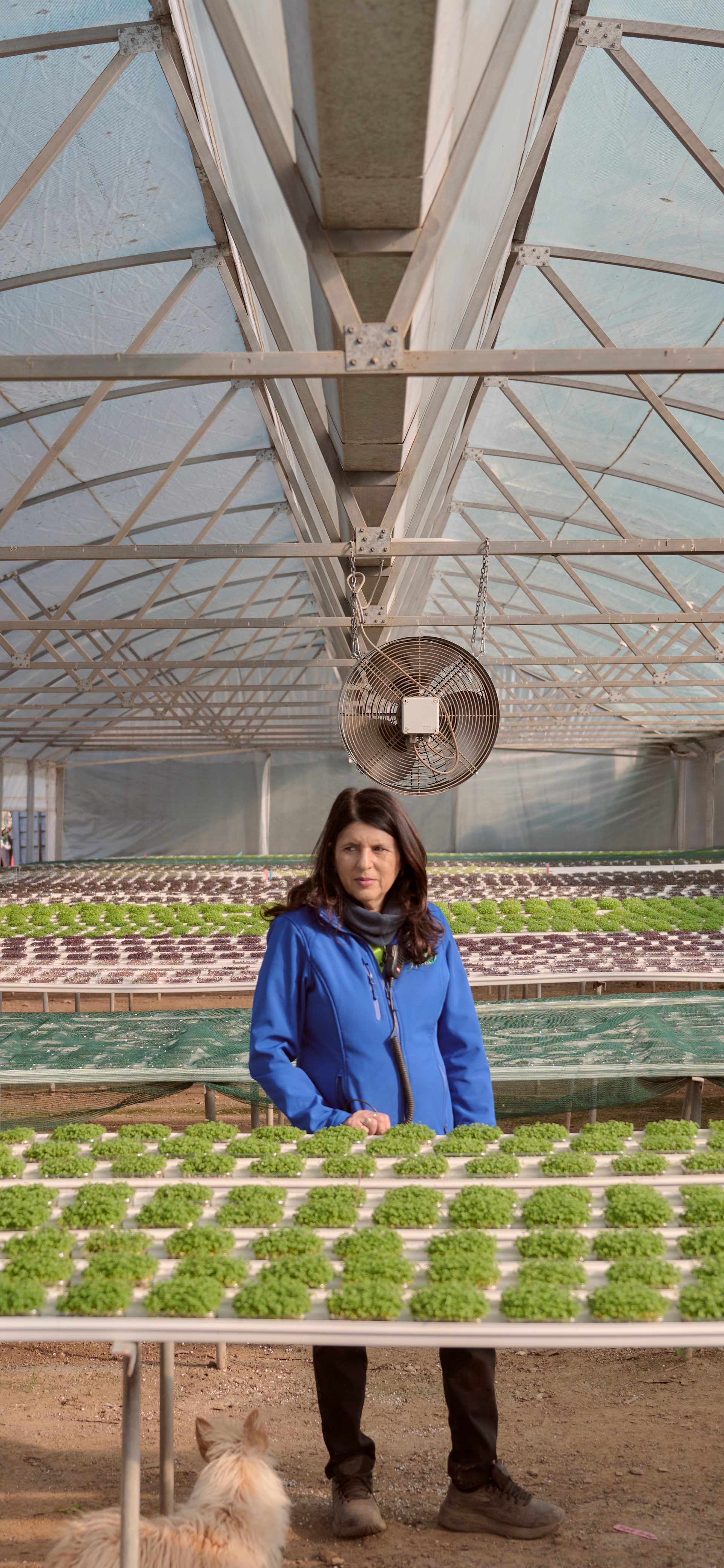 Micro Herbs and Edible Flowers | Gourmet Herbs