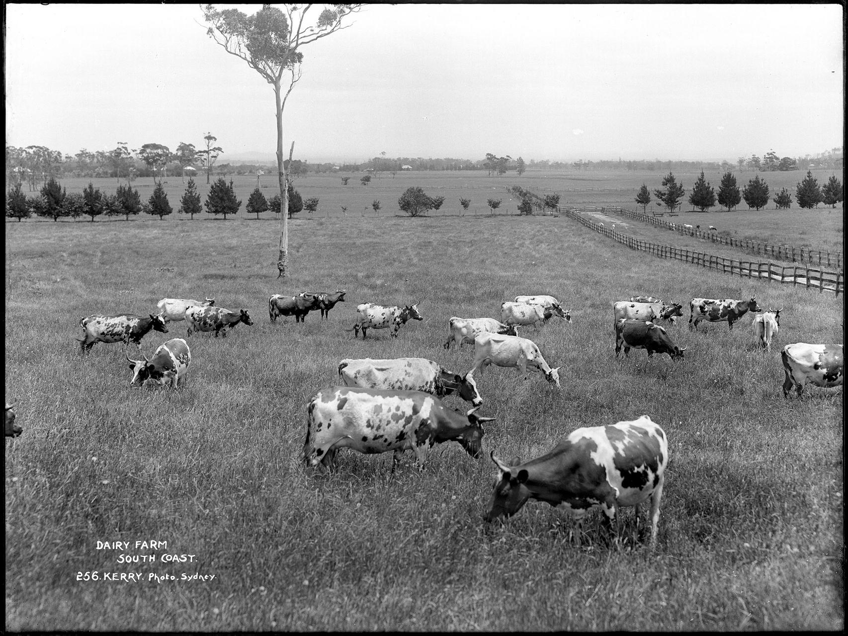 Silver gelatin dry plate glass negative in landscape format. The negative depicts a herd of cows on a farm. The caption, studio number and studio mark are inscribed on the reverse of the negative.