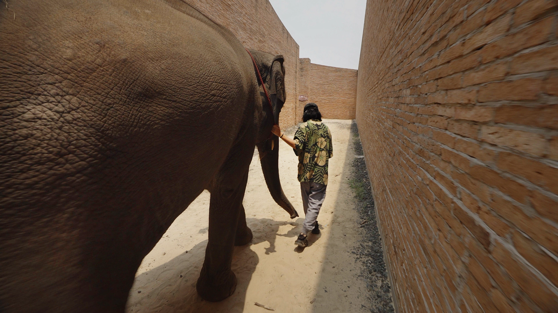 A person in a floral shirt and grey jeans leads an elephant along a dirt path between two tall brick walls.