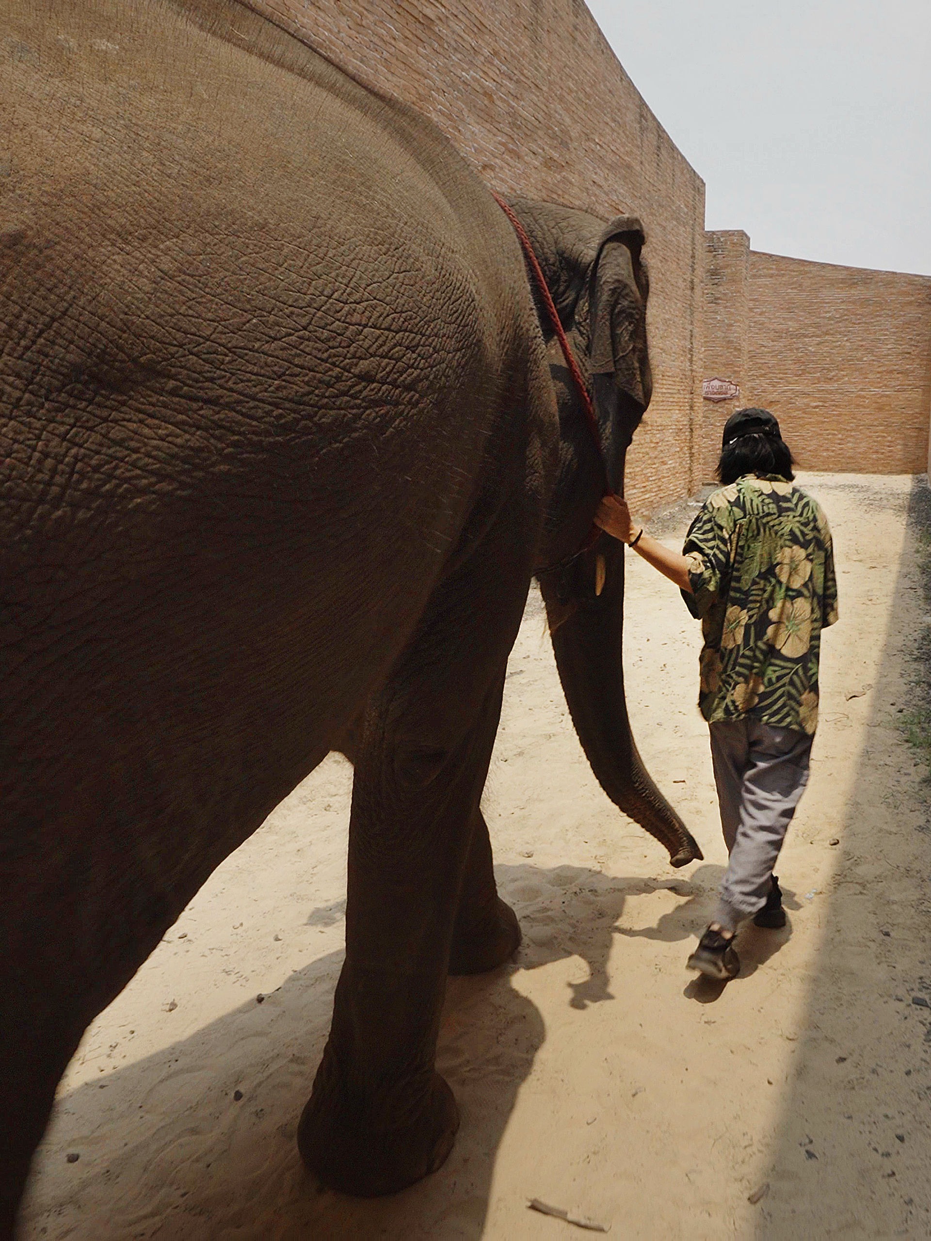 A person in a floral shirt and grey jeans leads an elephant along a dirt path between two tall brick walls.