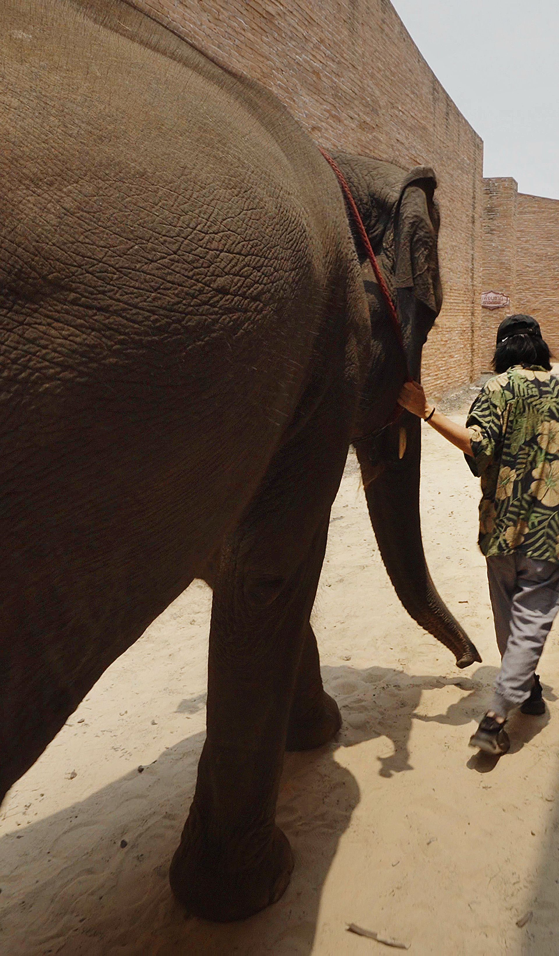 A person in a floral shirt and grey jeans leads an elephant along a dirt path between two tall brick walls.