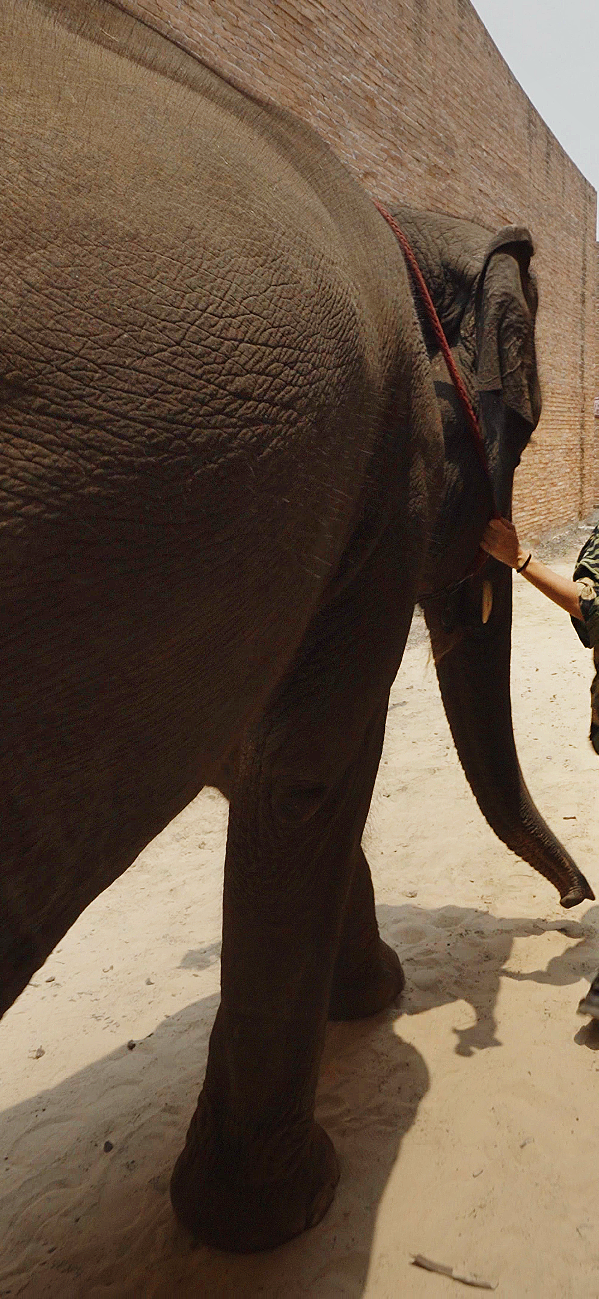 Big Ears Listen with Feet – Australian Film Premiere