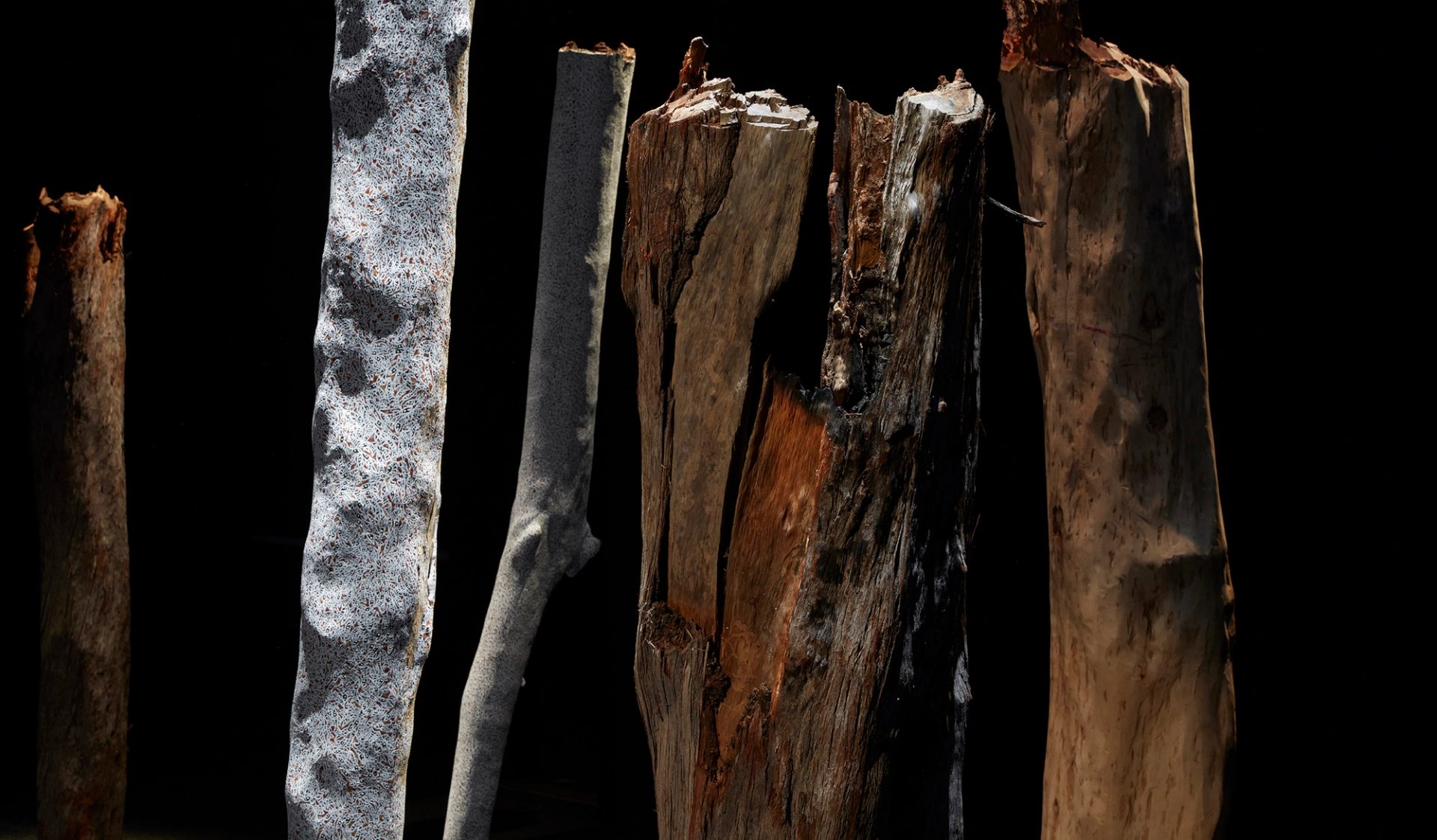 Painted Eucalyptus trunks against a deep black background