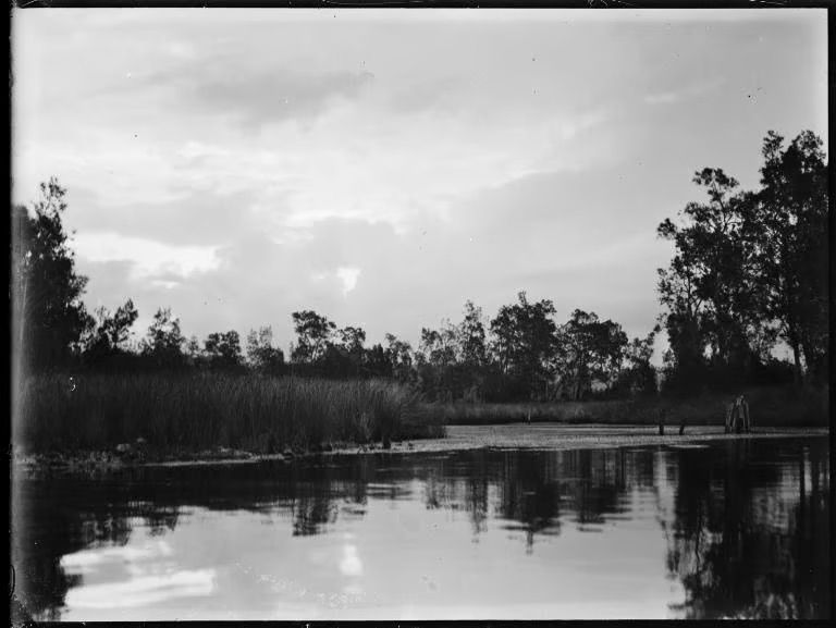 A lake and shore with long grass and trees in the background.
