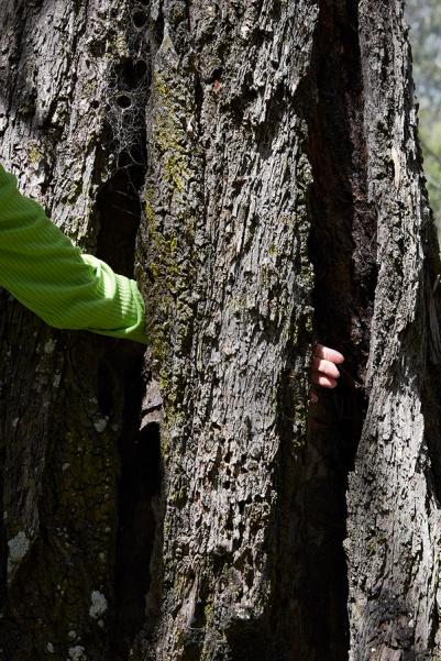 An arm wearing a green long sleeve shirt, weaves itself behind the bark of a tree standing in nature.