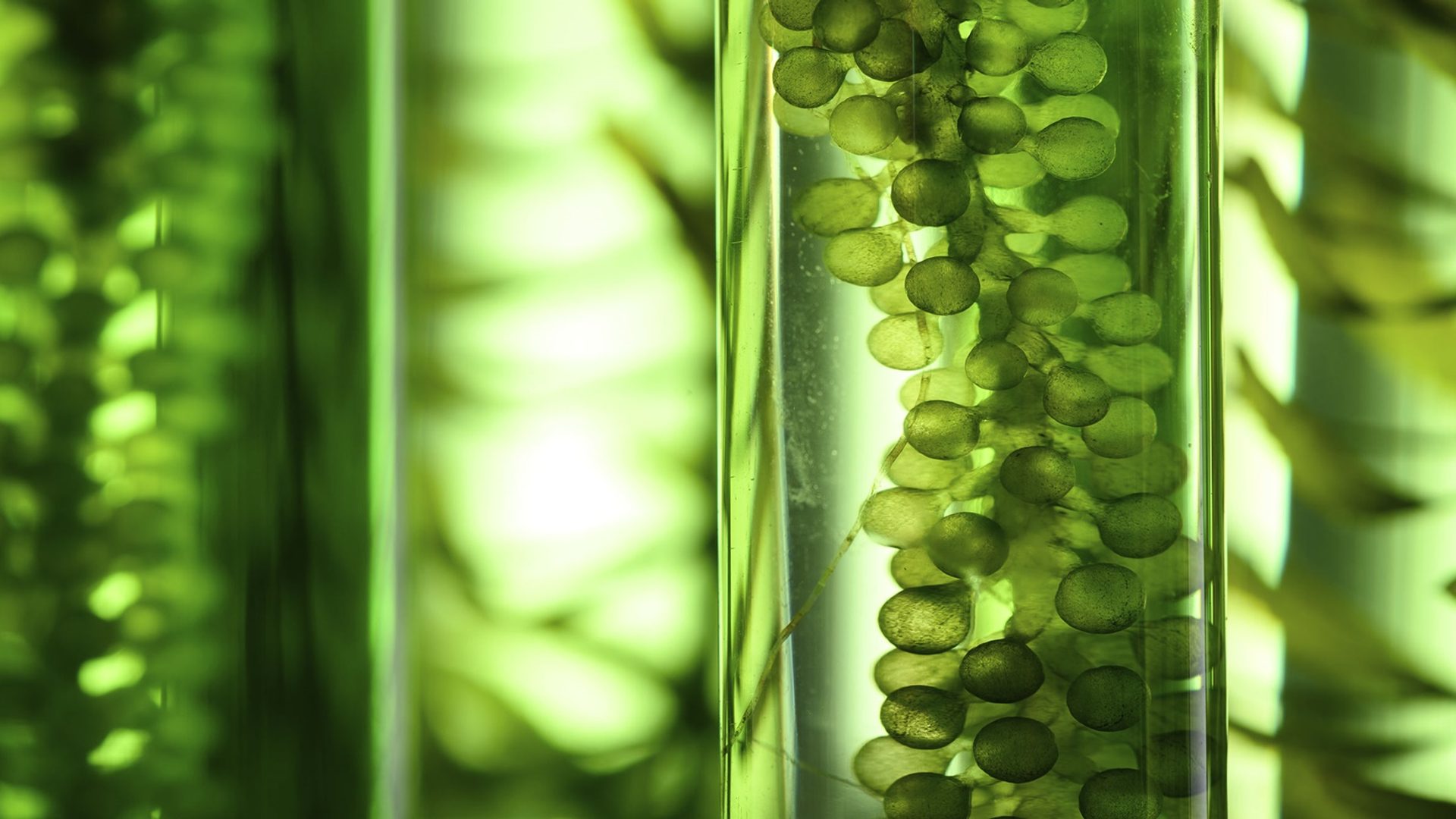 Plants in tubes.
