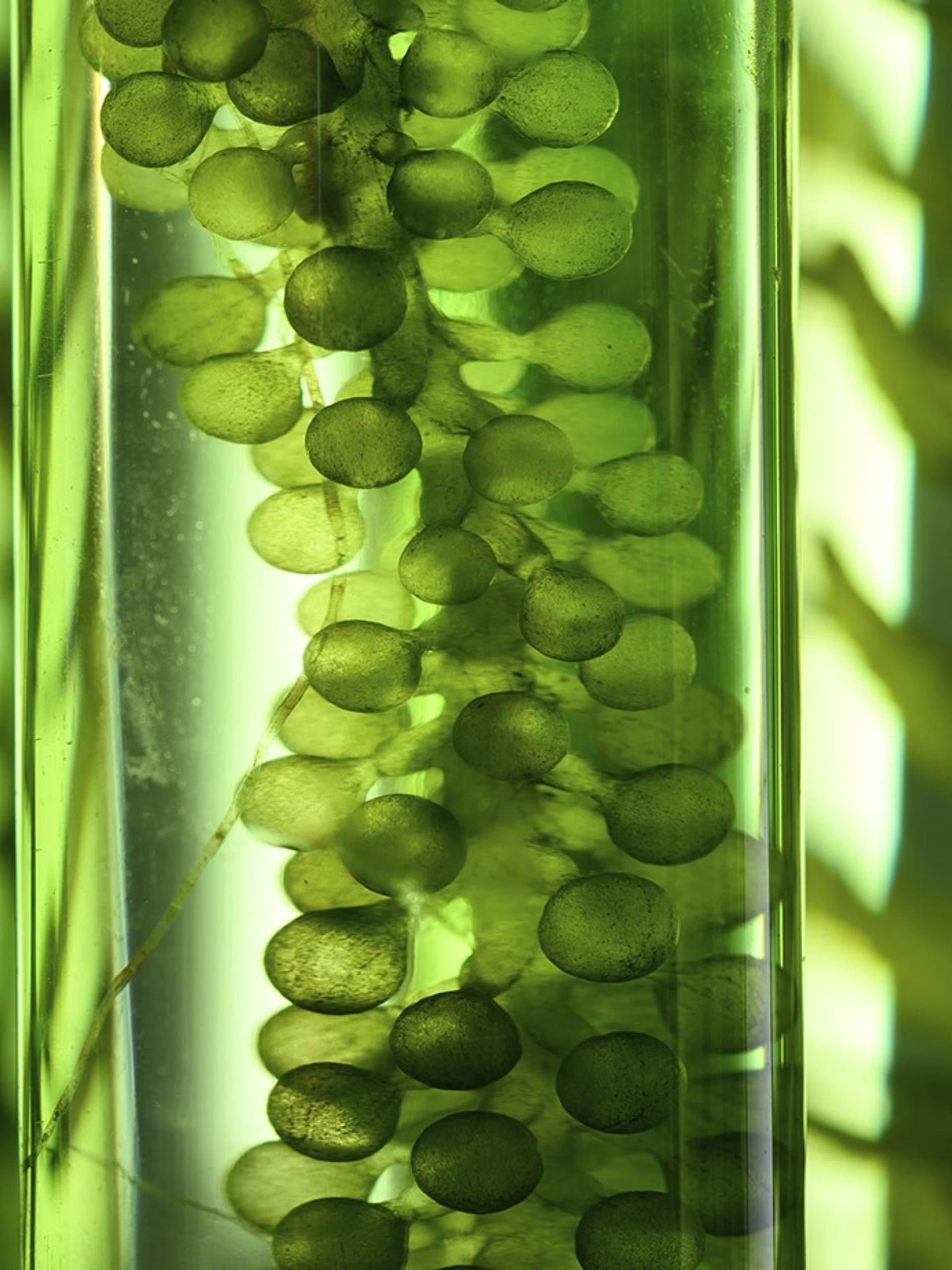Plants in tubes.