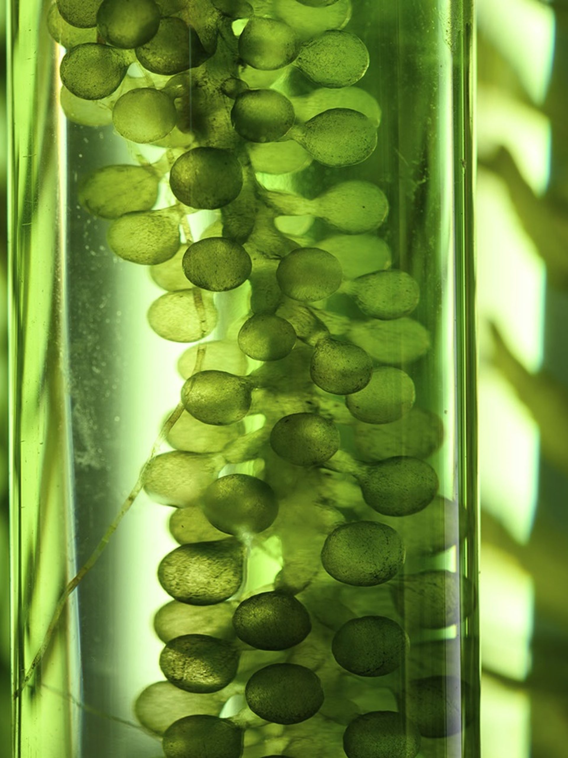 Plants in tubes.