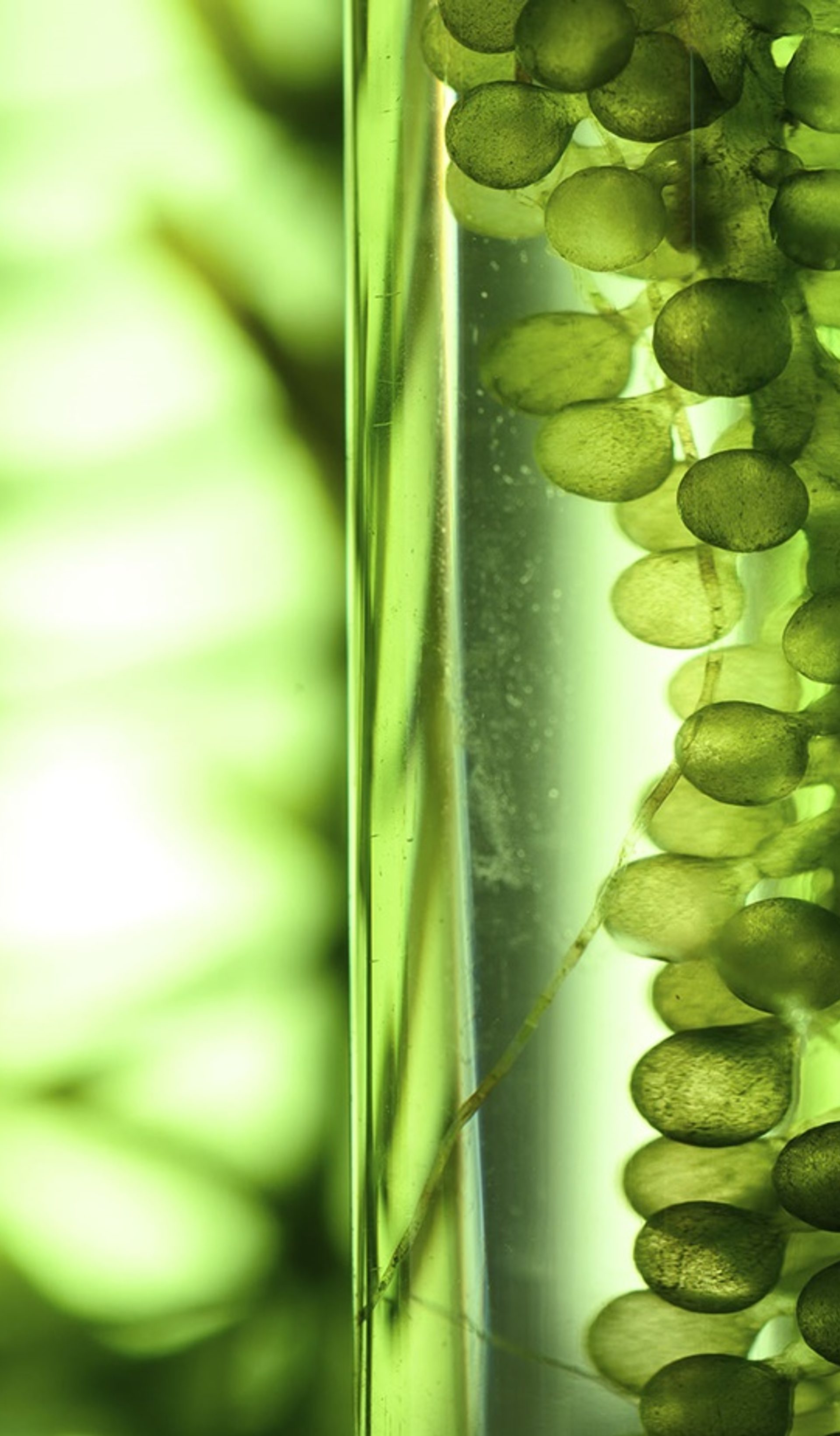 Plants in tubes.