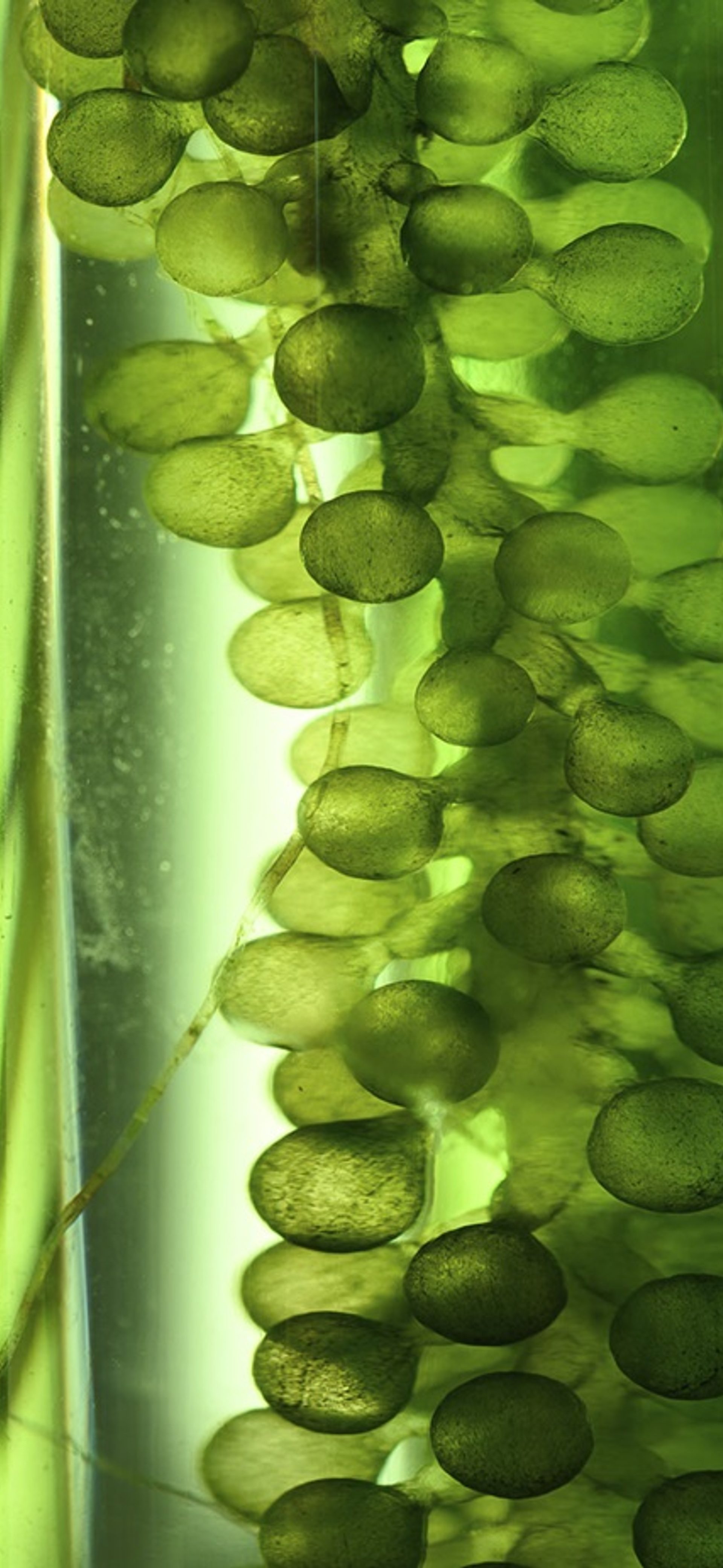 Powerhouse Academy: Plants for Space