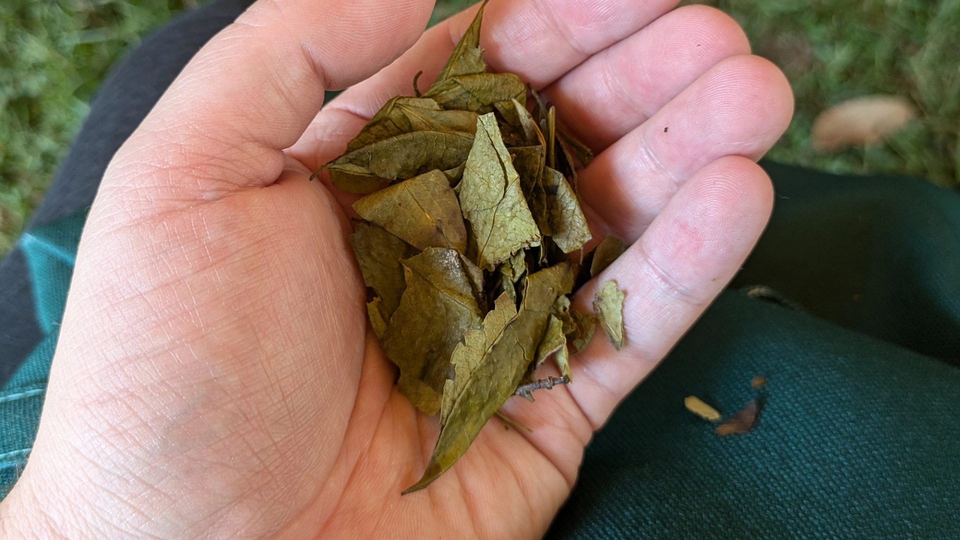 Hand holding tobacco leaves.