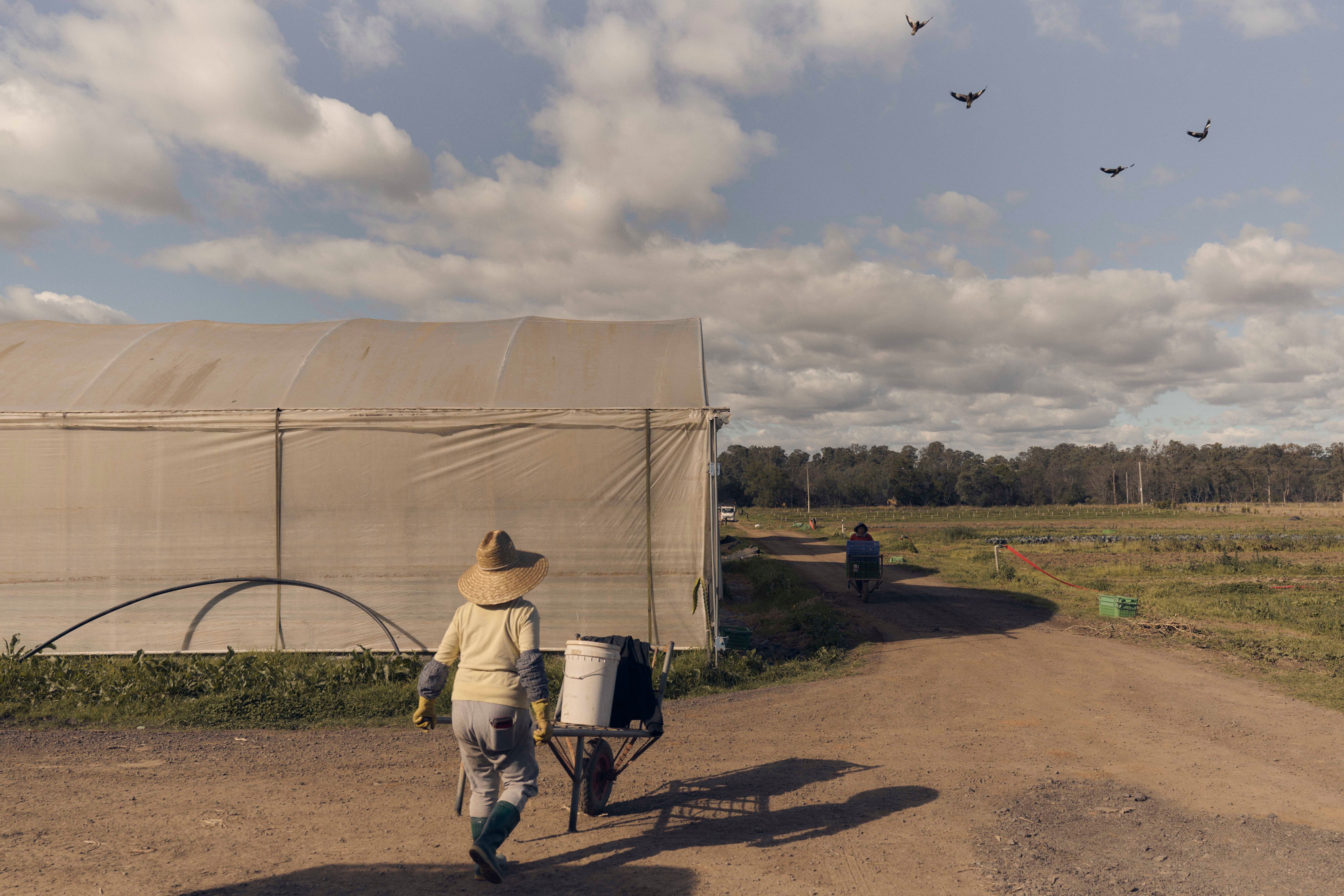 Person walking a wheel burrow at a farm.