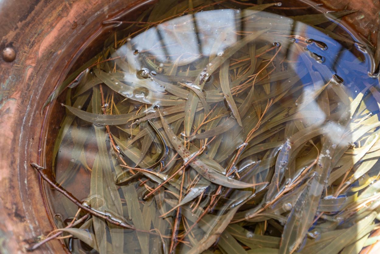 A closeup of a pot filled with green eucalyptus leaves and water.