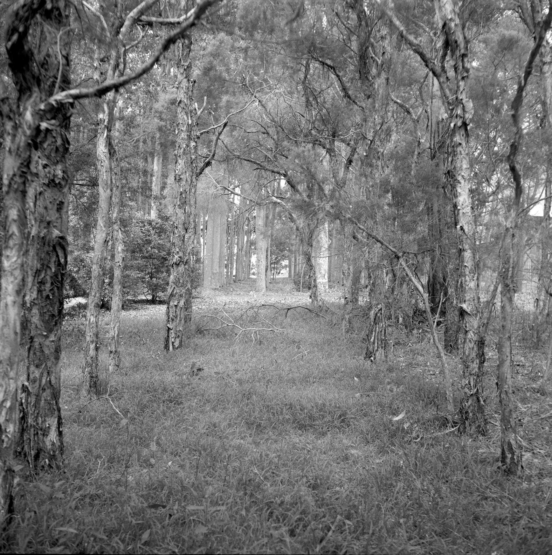 Trees.