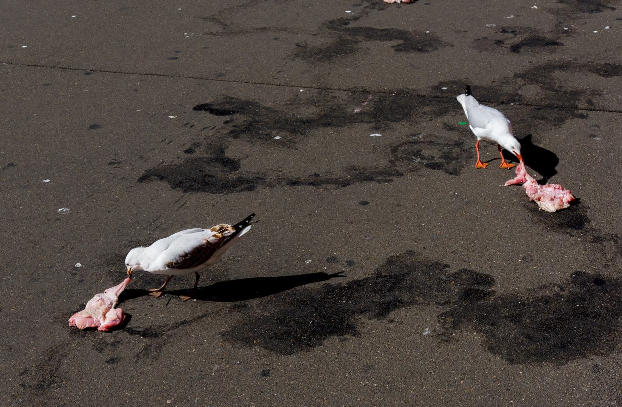 Two seagulls eat pieces of raw meat on the road.