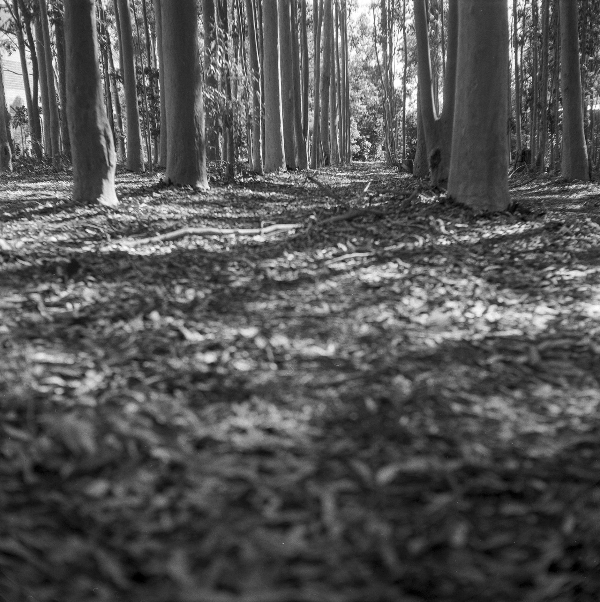 Tree floor.