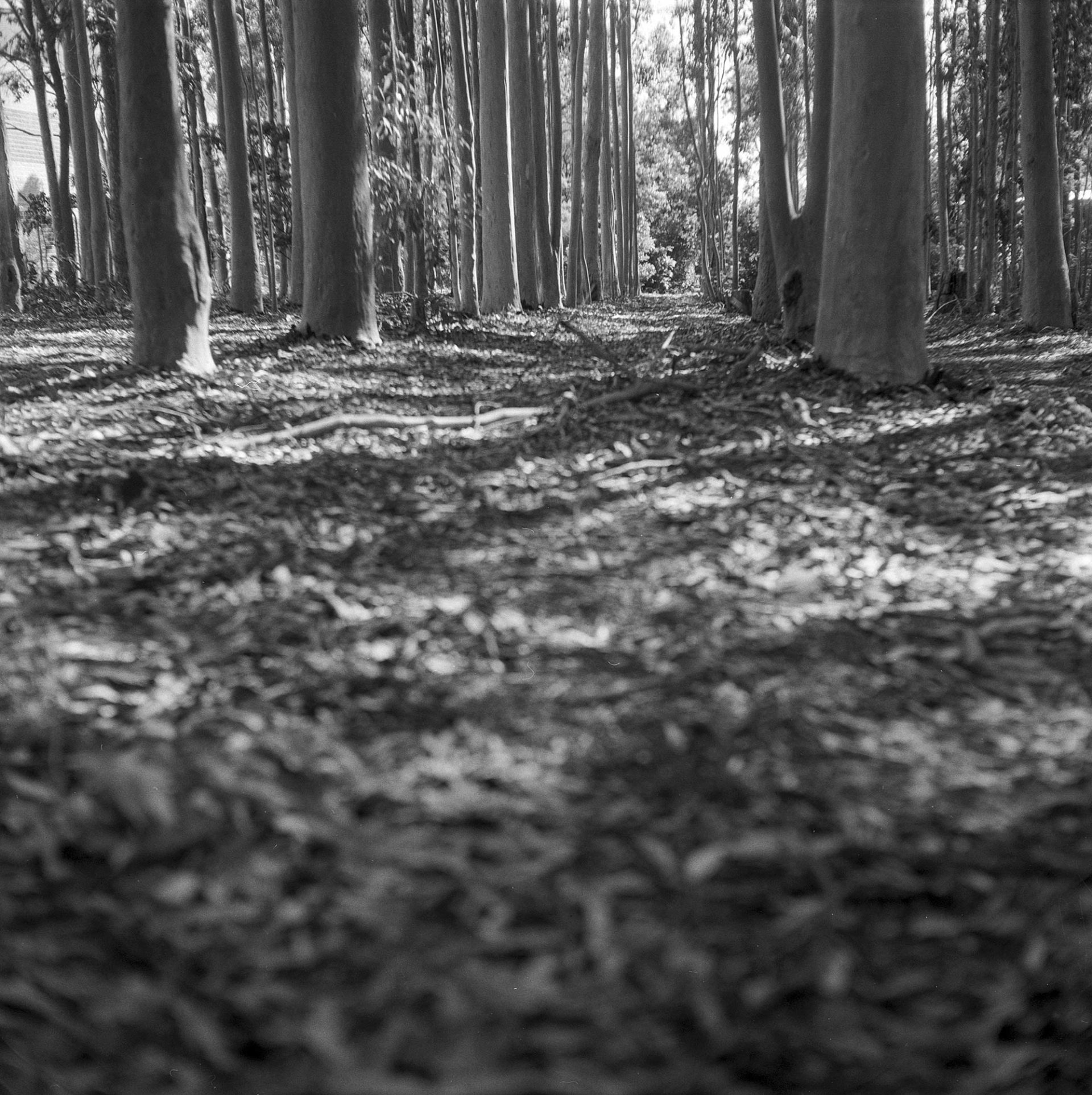 Tree floor.