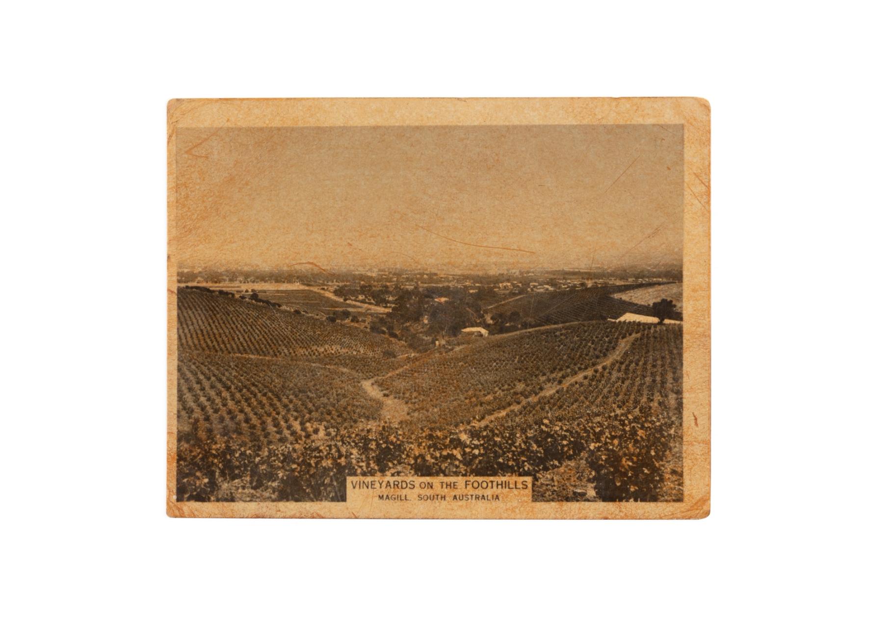 Vineyards.