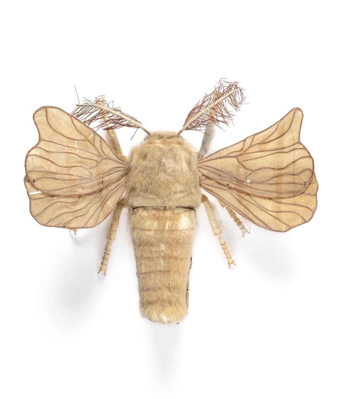 Model of a male silkworm moth, made from cream coloured papier-mâché. The body is bullet shaped and covered with a light covering of fibre (possibly silk). The six-legged moth has two wings on each side of its body, made of copper wire covered with translucent paper. The small head has two large black eyes and two antenna, each with a stiff brown fringe. The upper back section of the moth can be removed to reveal internal organs made of painted papier-mâché. Small paper labels with black printed numbers and images of a pointing hand are stuck around the body and organs.