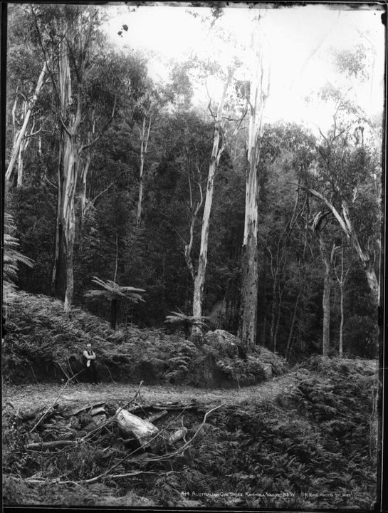 Silver gelatin dry plate glass negative in portrait format. A bush landscape with a path running through it. There are many ferns and branches on the ground. There are tall gum trees in the background. There is a man wearing a white shirt, black pants and black waistcoat in the midground. He is leaning on a rock ledge.