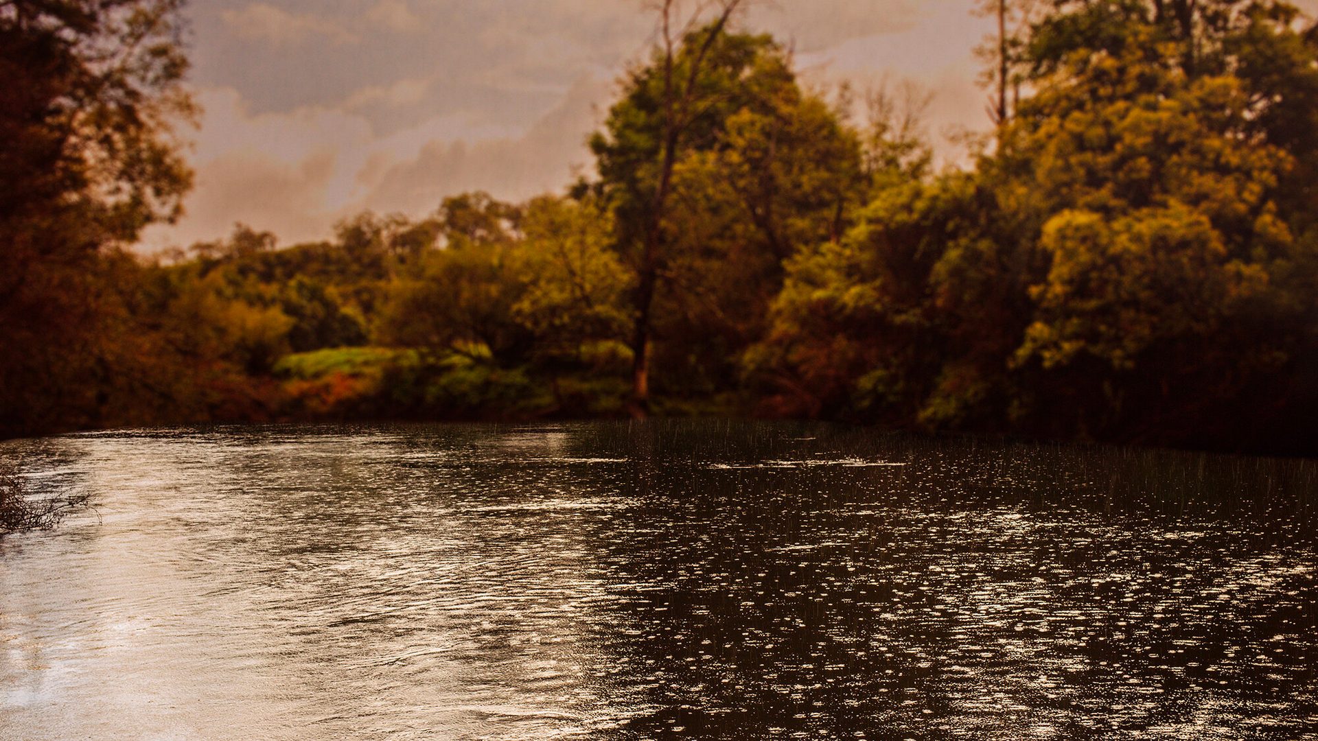 Water below trees scape.