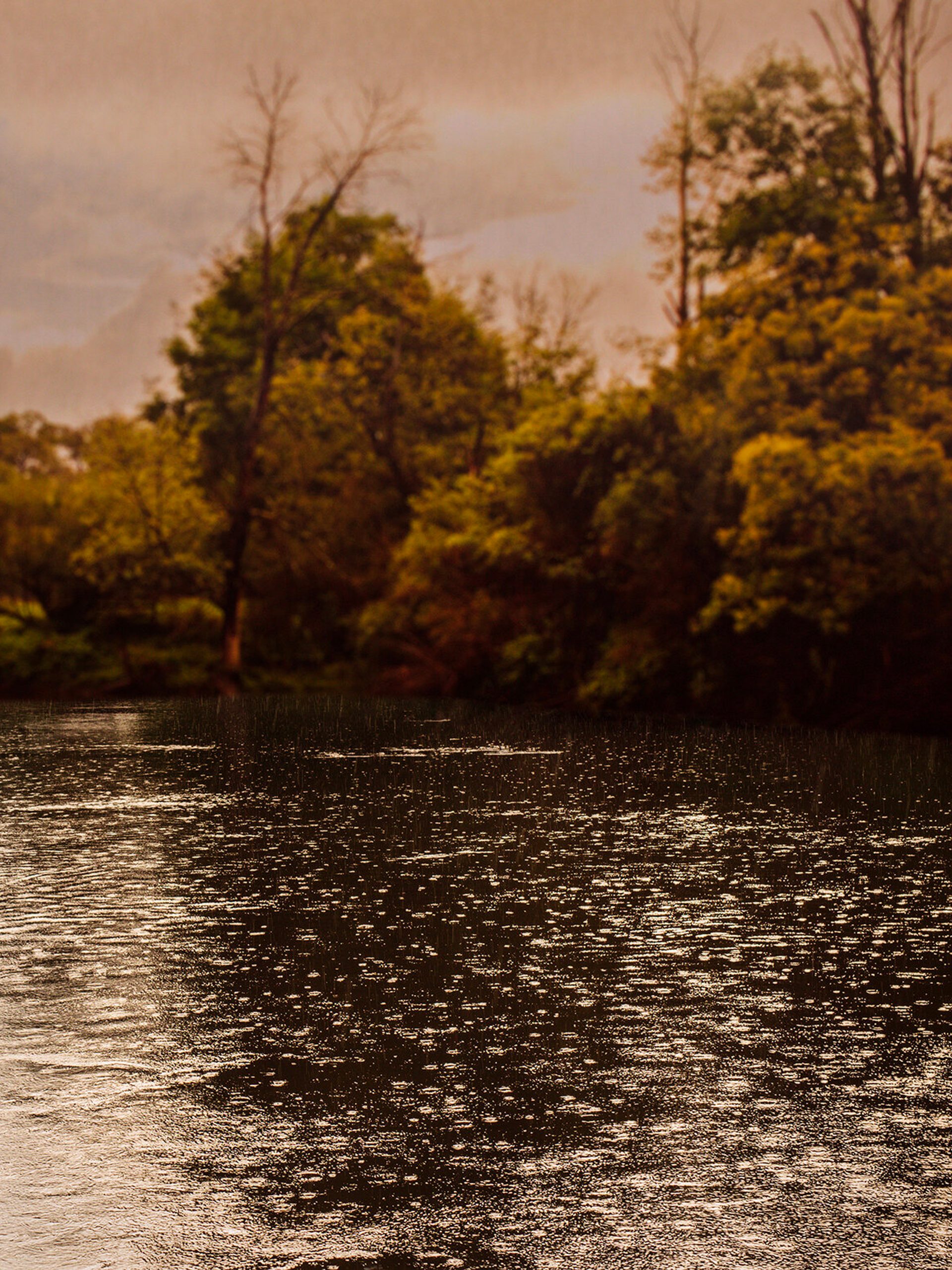 Water below trees scape.