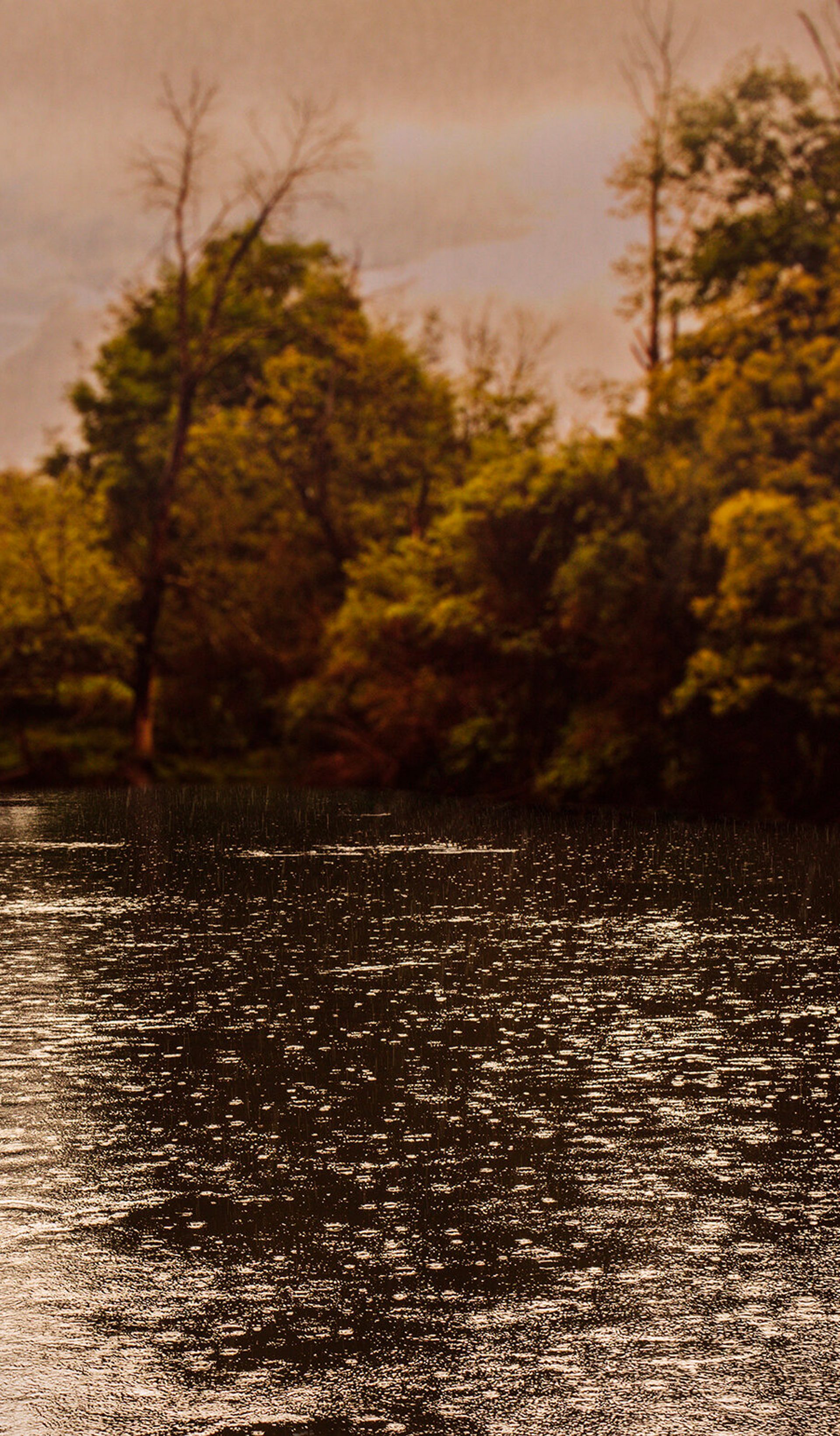 Water below trees scape.