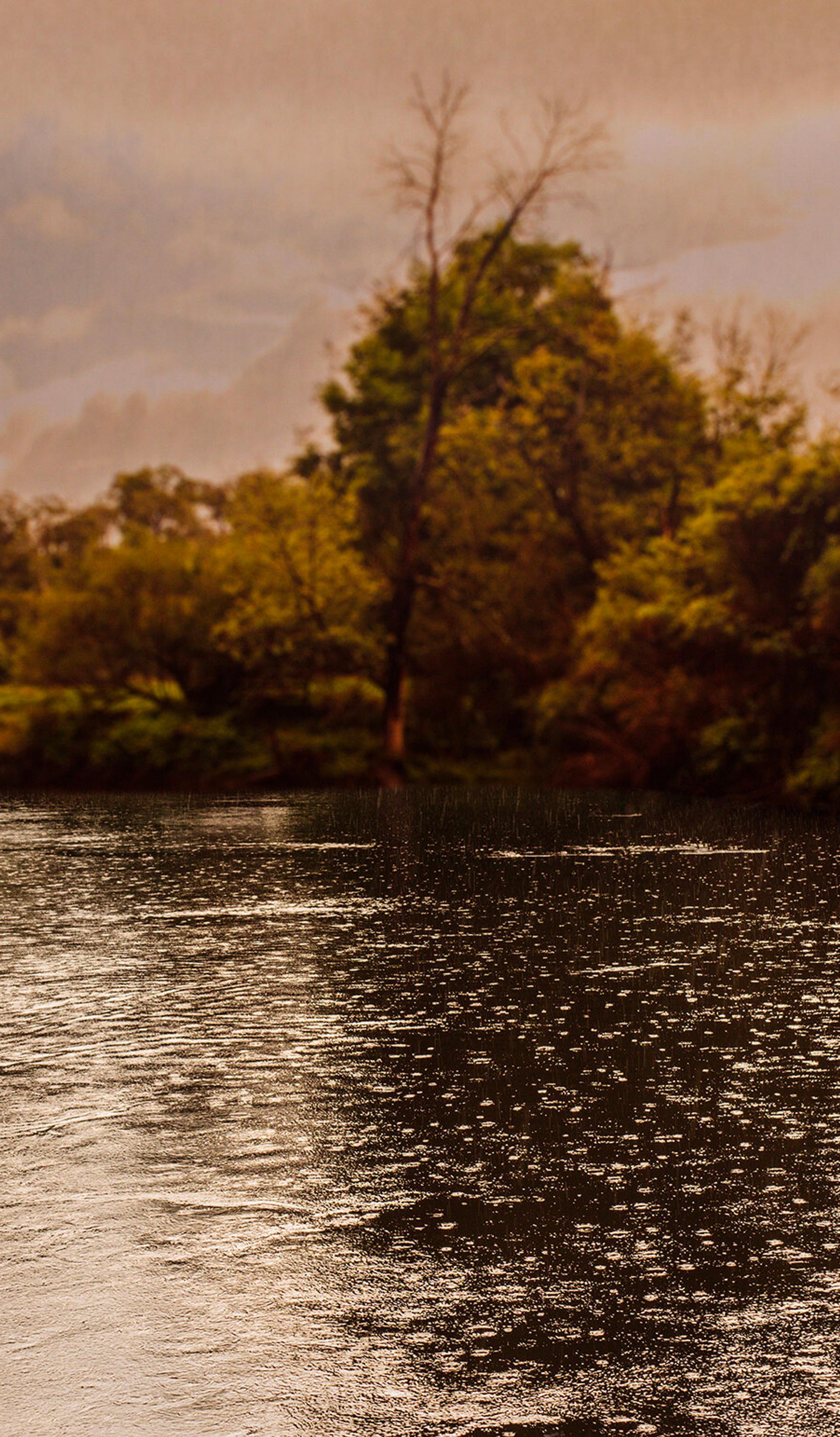 Water below trees scape.