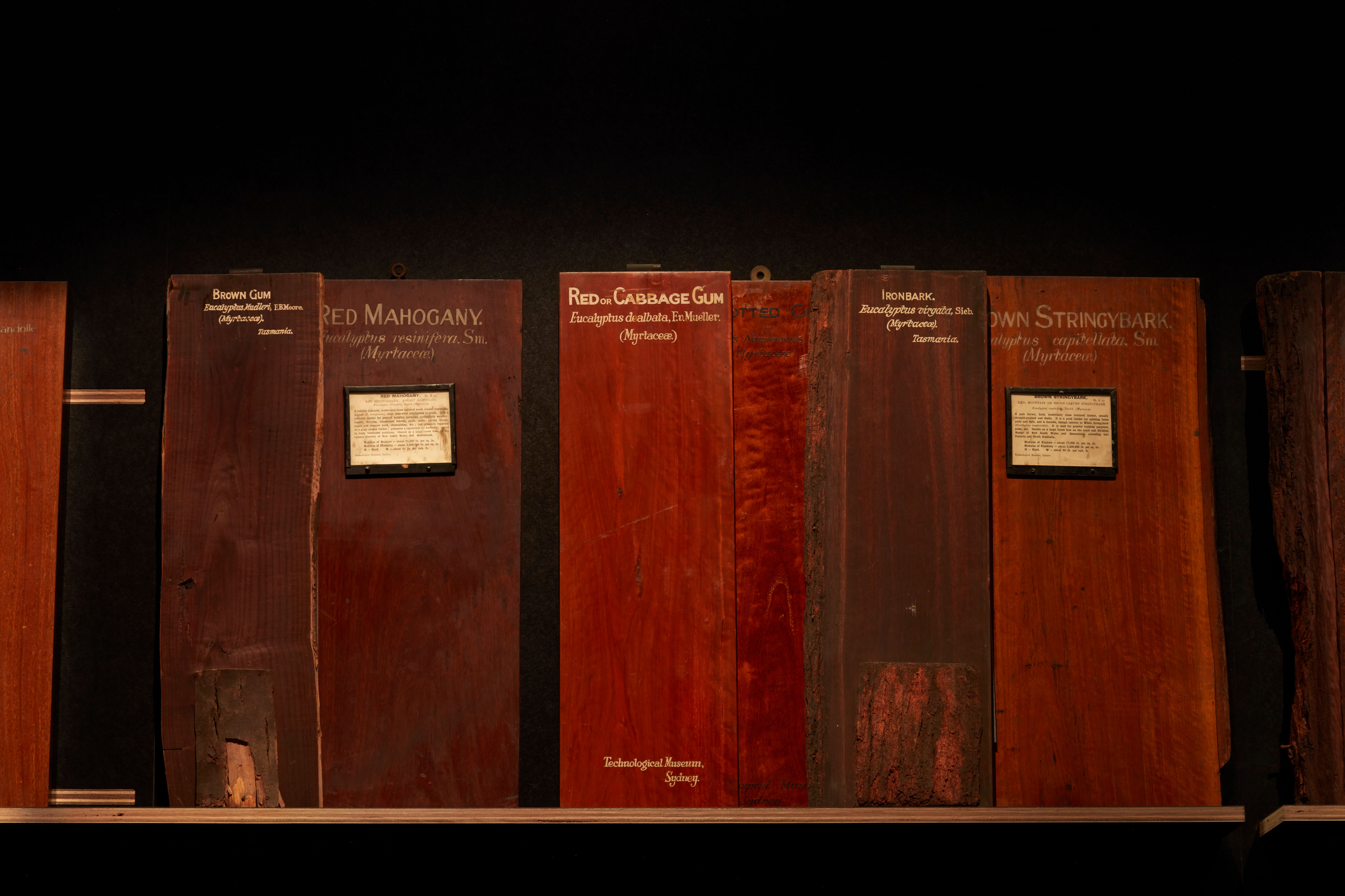 Rectangle planks of timber stand in series. The planks have writing to indicate the specimen type.