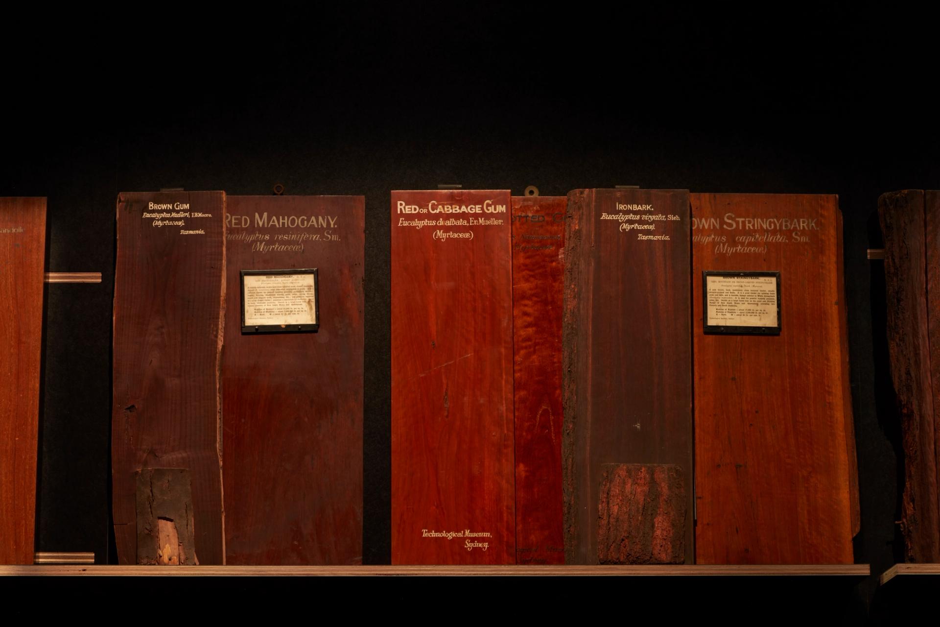 Rectangle planks of timber stand in series. The planks have writing to indicate the specimen type.