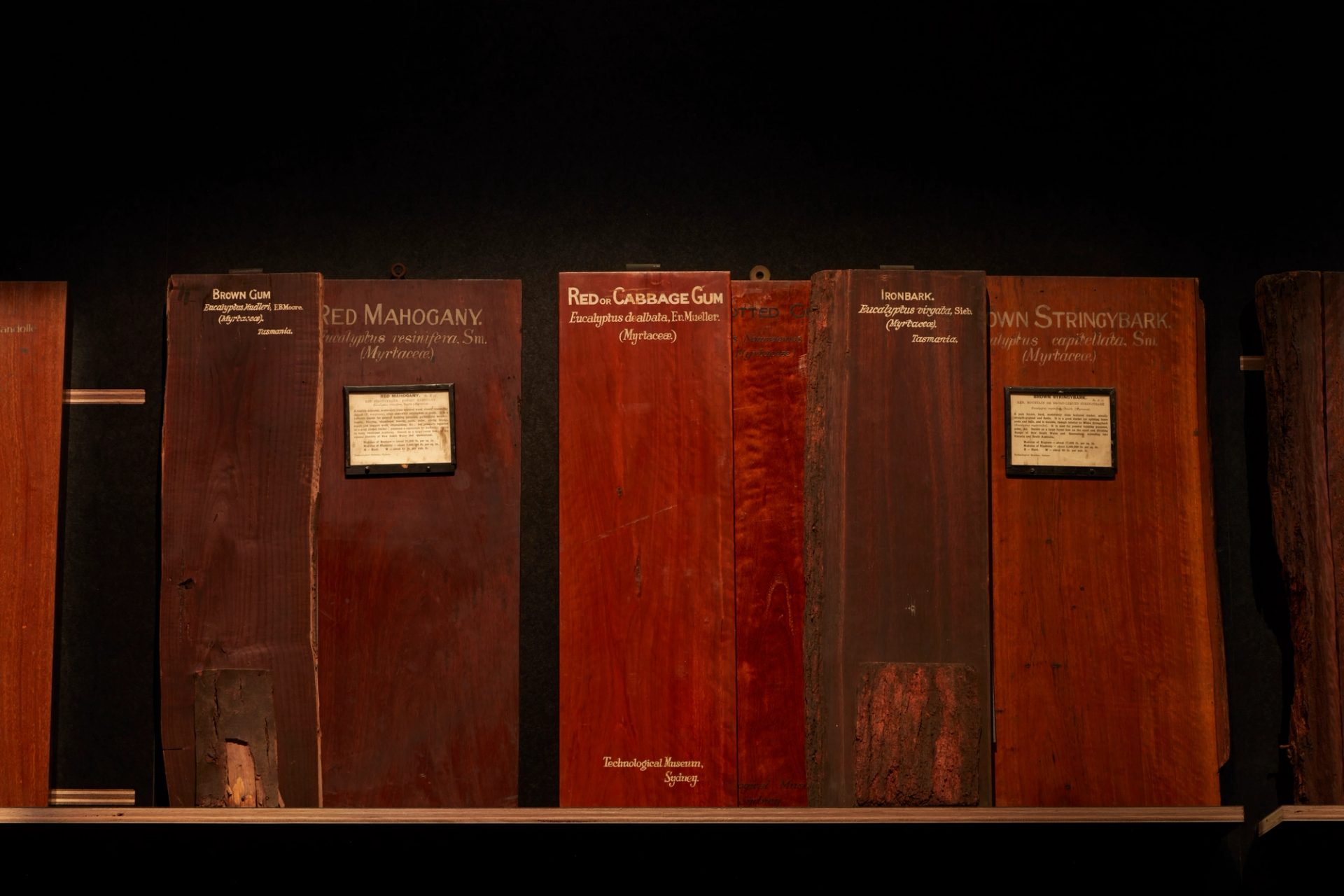 Rectangle planks of timber stand in series. The planks have writing to indicate the specimen type.