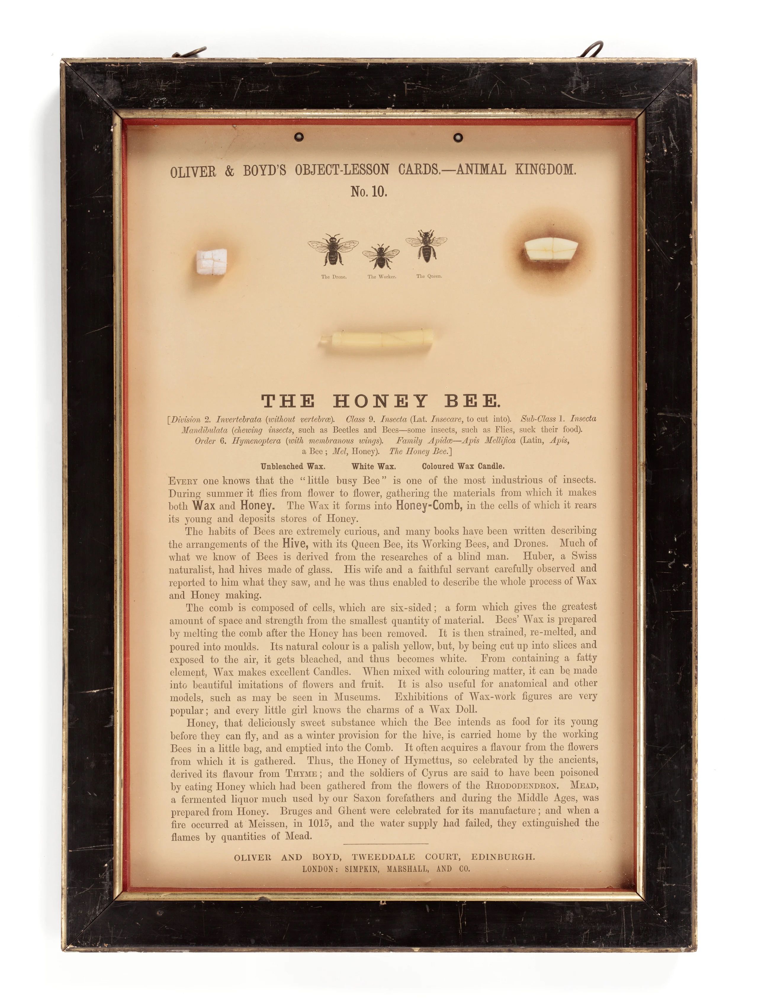 ‘The Honey Bee’, including illustrations of a drone, worker and queen bee, wax specimens and a candle.