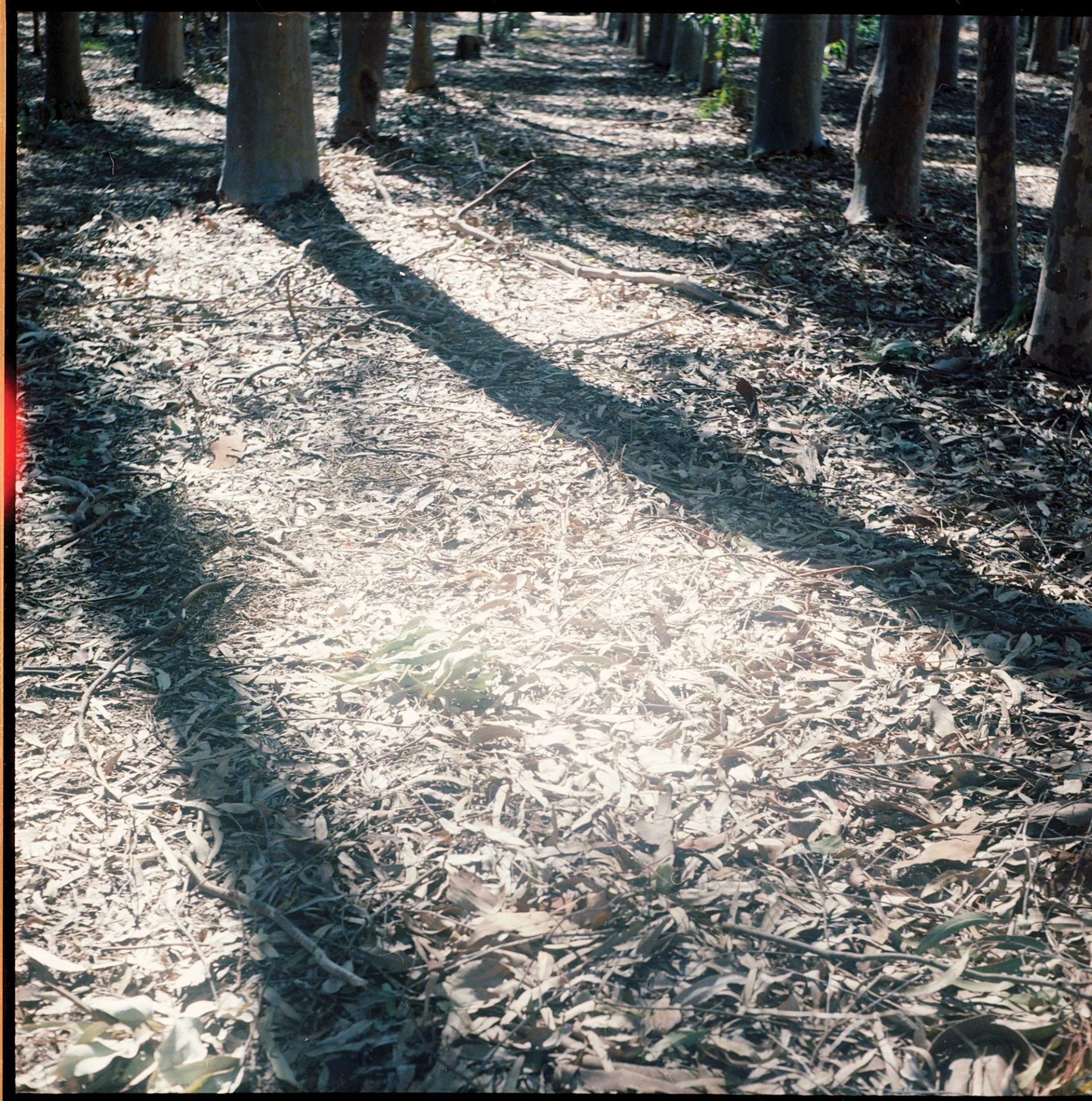 Leaves on ground.