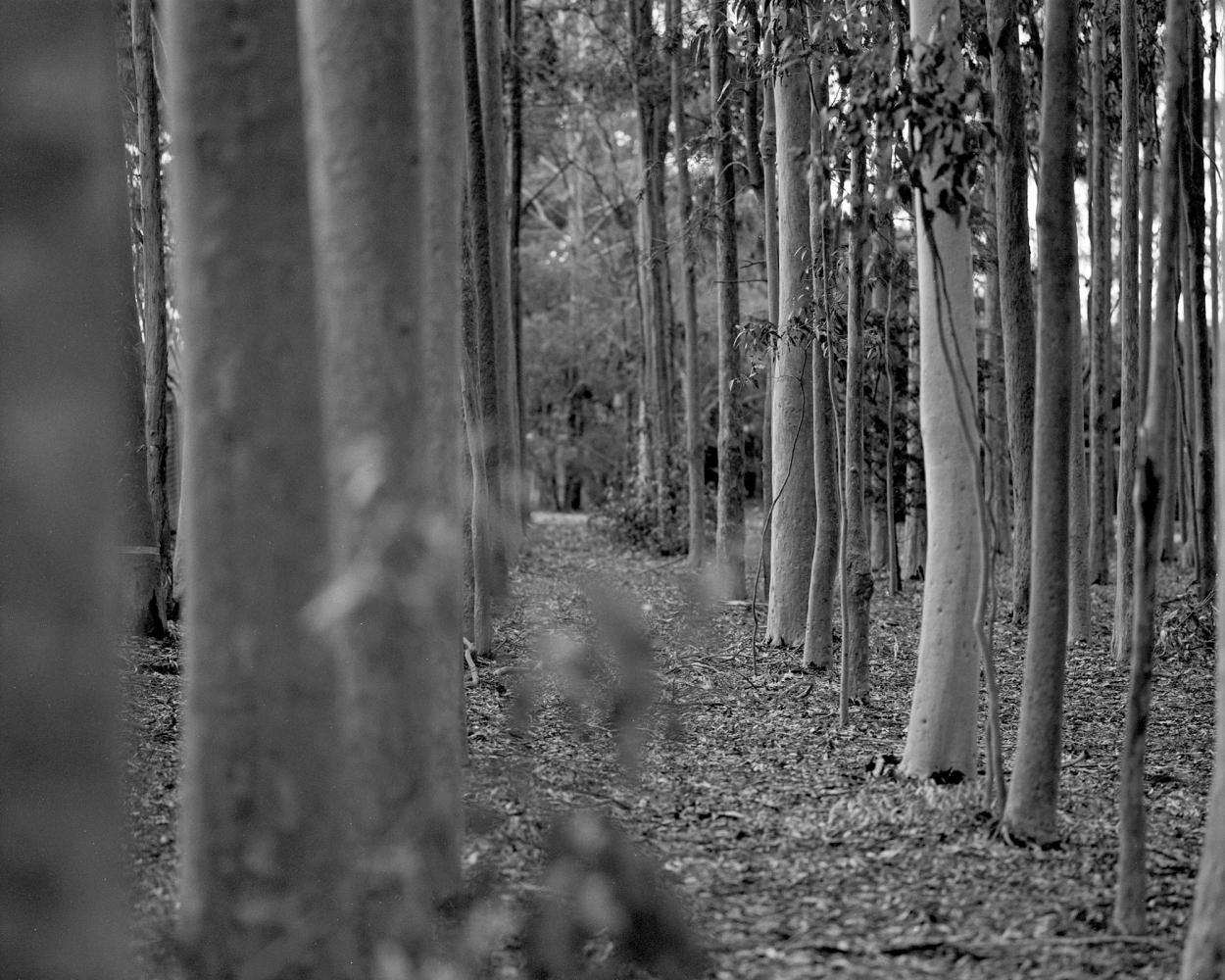 Trees in a row.